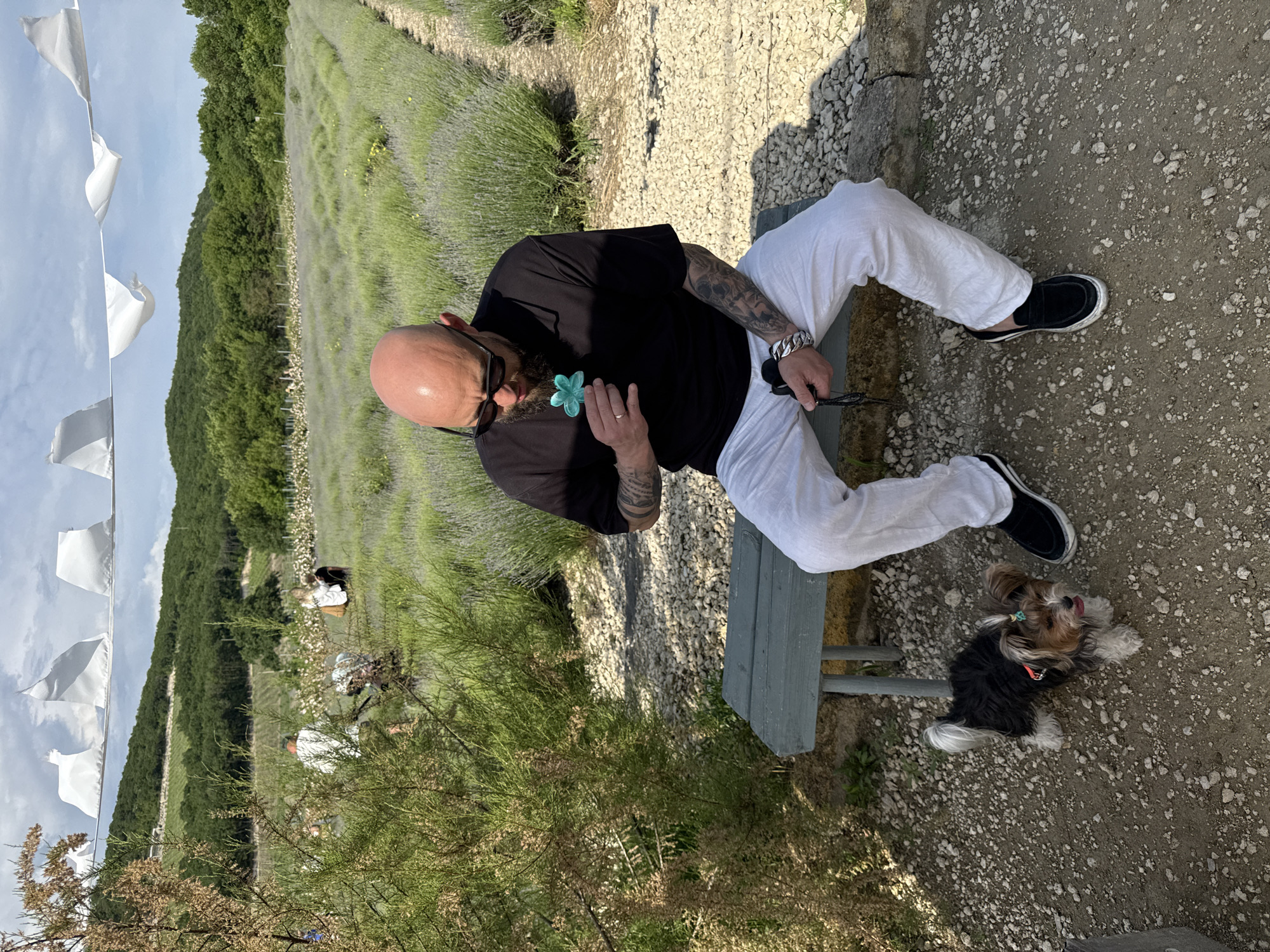 A bald man with a beard and sunglasses is sitting on a green wooden bench in a lavender field. He is wearing a black t-shirt and white linen pants. In his right hand, he is holding a blue flower-shaped object. To his left, a small Yorkshire Terrier is standing on the gravel ground. In the background, there are rows of lavender plants, green hills, and trees. White flags are strung across the top of the frame. The scene appears to be outdoors in a rural setting, possibly in the city of Semogorskiy, Russia.