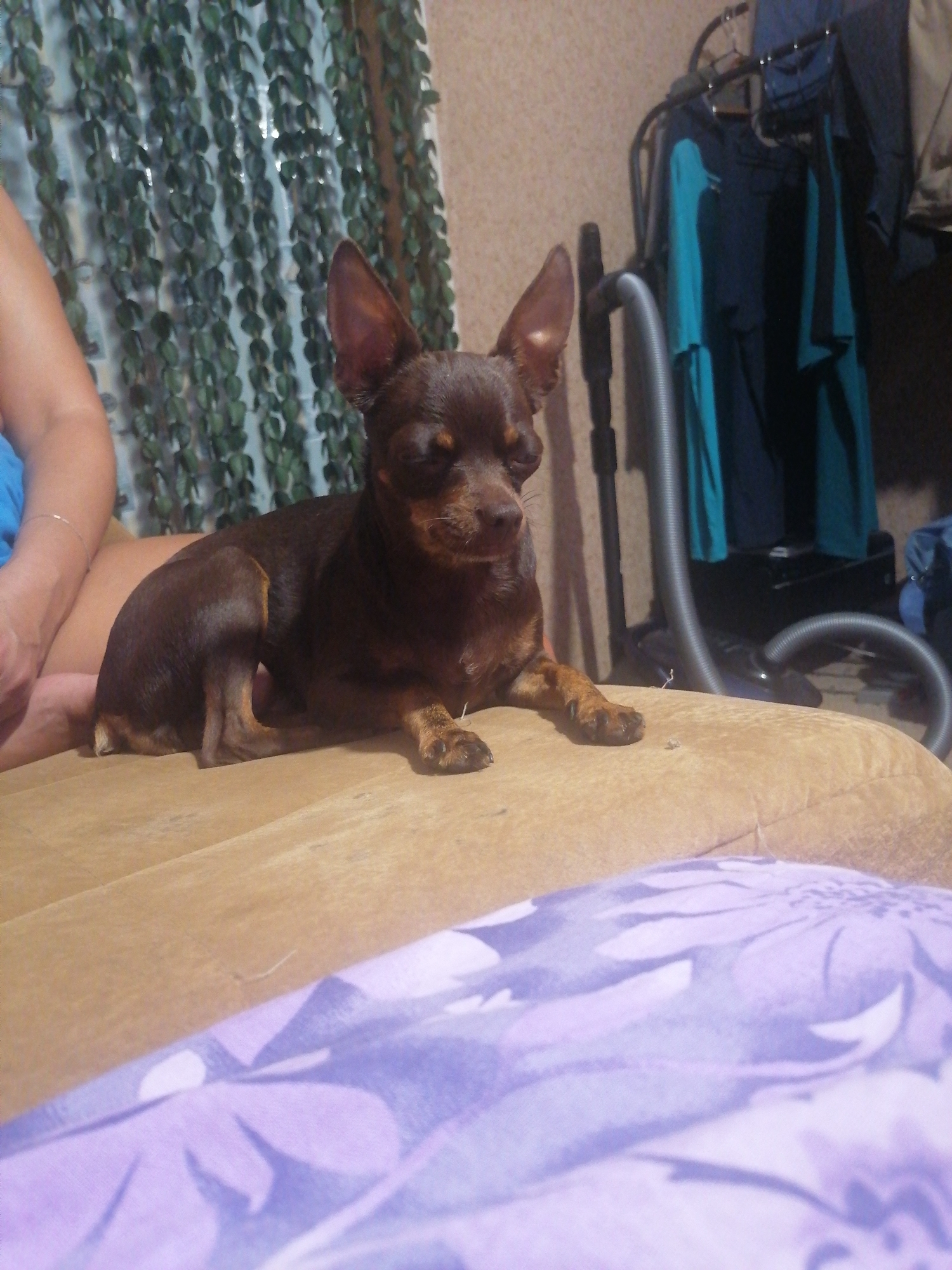 A small brown dog with pointed ears is lying down on a tan-colored surface. The dog is looking forward with its eyes mostly closed. Behind the dog, a wall is visible, partially covered by a green vine-like decoration. To the right of the dog, a vacuum cleaner hose is visible, connected to a vacuum cleaner that is mostly out of frame. Clothes are hanging on a rack behind the vacuum cleaner. In the foreground, a purple cloth with a floral pattern is visible. The scene appears to be indoors, possibly in a home. The location of Novopokrovka, Russia, is not discernible from the image.