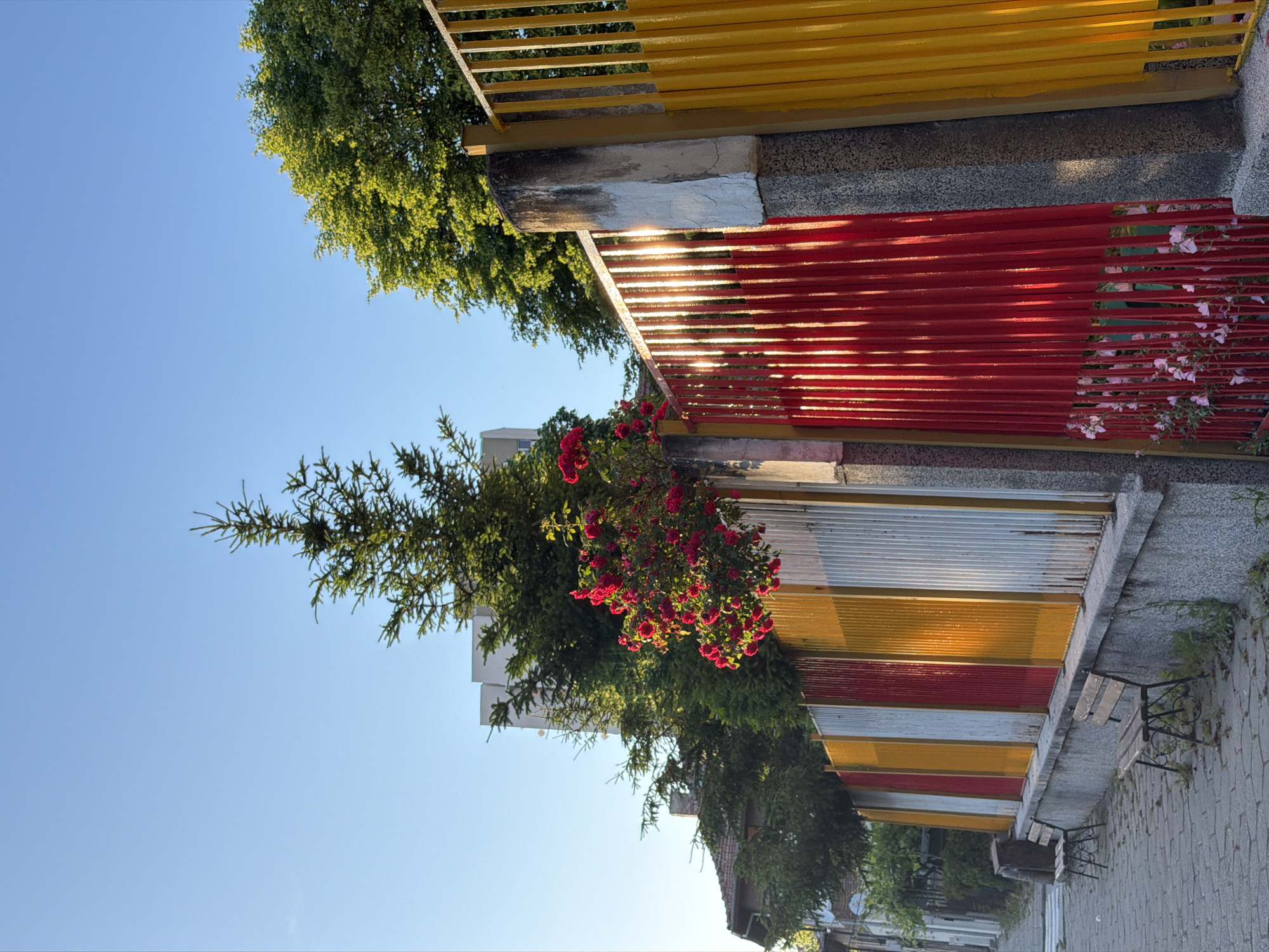 The image shows a street scene in Blagoevgrad, Bulgaria. A colorful fence with horizontal slats, painted in yellow, red, and silver, runs along a walkway. A tree, partially covered with red roses, is located next to the fence. Two benches are situated near the walkway. The sky is blue, with some trees visible above the fence. The sun is shining and reflecting through the fence.