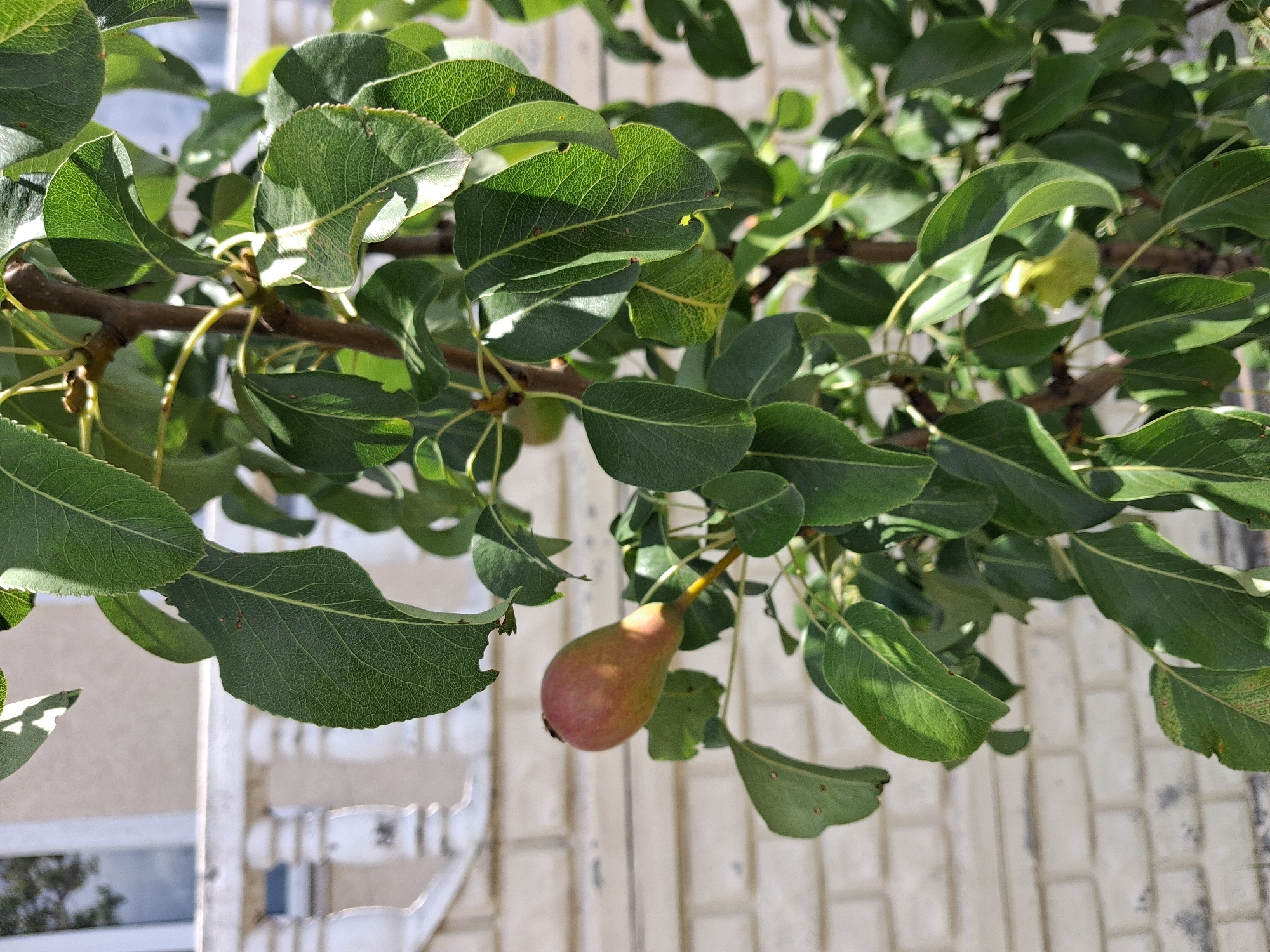 The image shows a close-up of a young pear tree with green leaves and a single developing pear. The pear is small, with a reddish-green hue, and hangs from a thin stem. The tree branches are thin and brown, with some areas showing sunlight filtering through the leaves. In the background, a pale brick wall is visible, and a white decorative fence with balusters can be seen to the left. The overall setting appears to be an outdoor urban environment, possibly a garden or yard in the city of Krolevets, Ukraine.