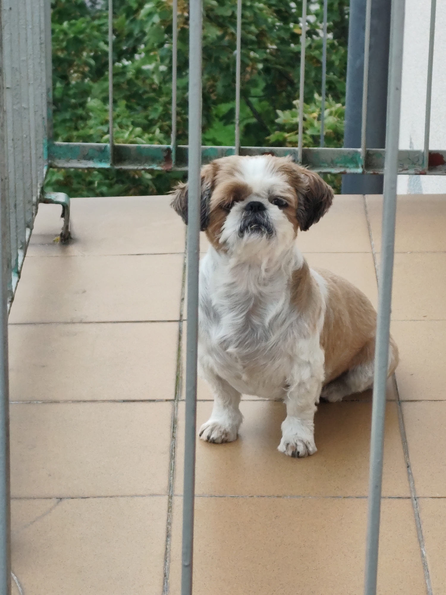 A Shih Tzu dog with white and brown fur sits on a tiled balcony. The dog is positioned in the center of the frame, facing forward with its head slightly tilted. Vertical metal bars obstruct the view of the dog and the background, which consists of lush green foliage and a white wall. The balcony floor is made of beige tiles. The overall scene appears to be outdoors, possibly a residential balcony. There is no specific information to suggest this location is in Zielona Góra, Poland.