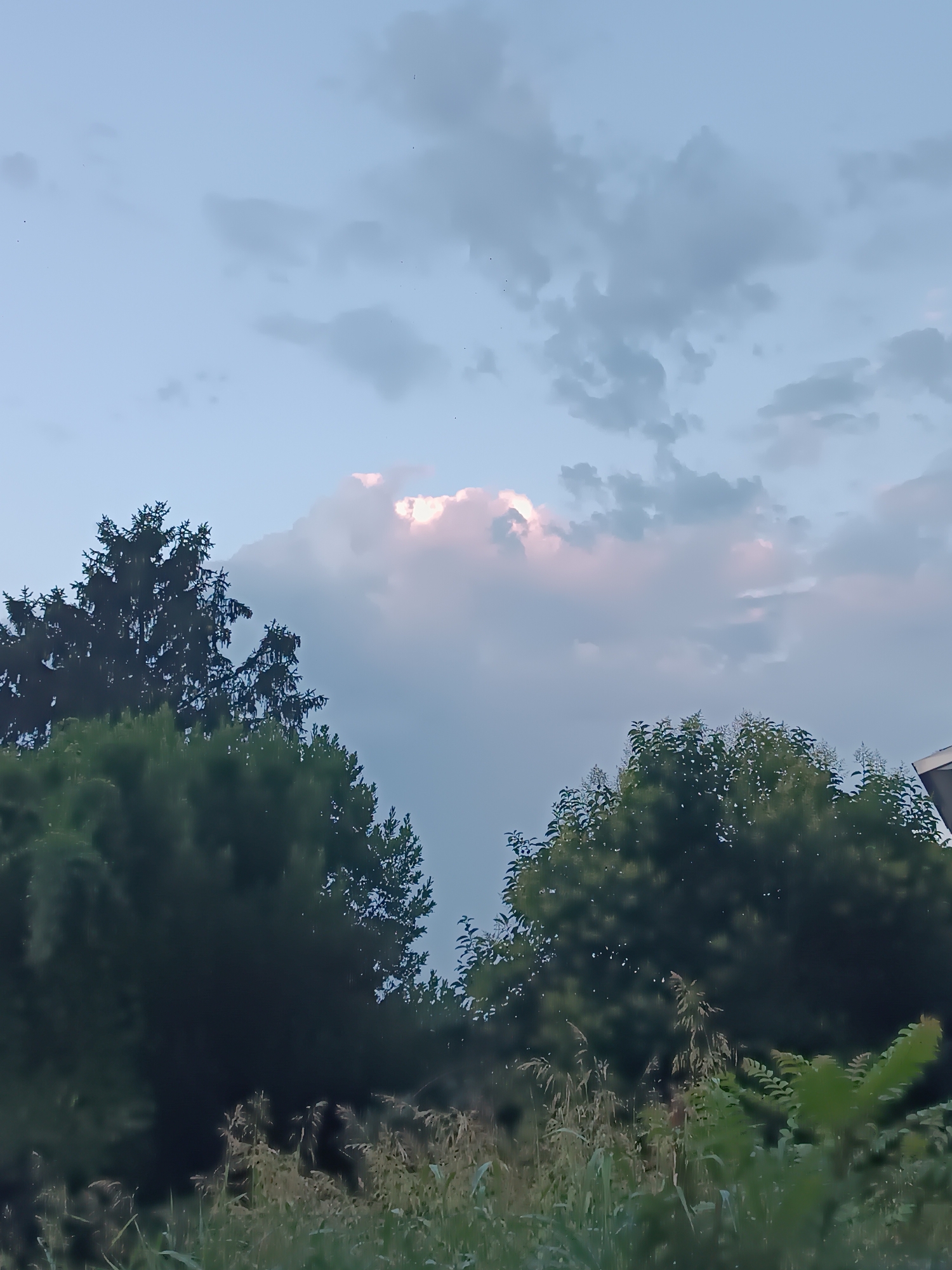 This is a low-angle, medium shot of a cloudy sky with a bright cloud formation in the upper center. The sky is a soft blue-gray, with darker gray clouds scattered throughout. The bright cloud has a pinkish glow, suggesting it is illuminated by the sun below the horizon. In the foreground, silhouetted against the sky, are the tops of several trees. On the left, a dark green coniferous tree dominates the frame, its branches densely packed. To its right, a lighter green deciduous tree is partially visible. Below the trees, the foliage is lush and green, with some taller grasses interspersed. The scene appears to be set in a natural or semi-natural environment, possibly a park or garden, on the outskirts of Viadana, Italy. There are no people or visible structures other than the hint of a roofline on the far right.