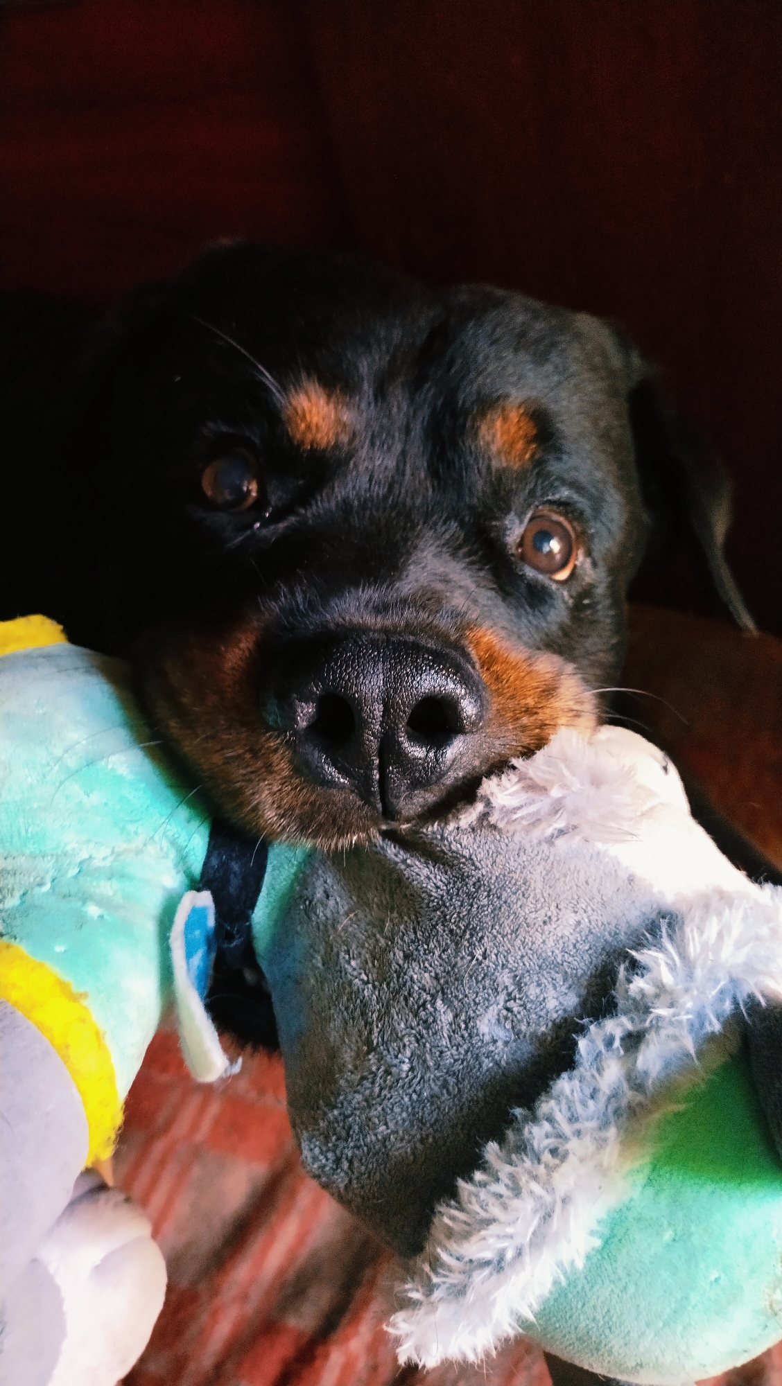 A Rottweiler dog is captured in a close-up shot, holding two plush toys in its mouth. The dog's head is tilted slightly, with its dark fur and distinctive tan markings around its eyes and muzzle visible. Its brown eyes are looking directly at the camera, and its wet, black nose is prominent. One toy, primarily teal with yellow accents, is on the left, while the other, a grey plush toy with white fuzzy trim, is on the right. The background is dark and out of focus, appearing to be a reddish-brown surface, possibly furniture or a blanket. The lighting is dim, highlighting the dog's face and the toys. The image does not contain any elements that would indicate a specific location in Horishni Plavni, Ukraine.