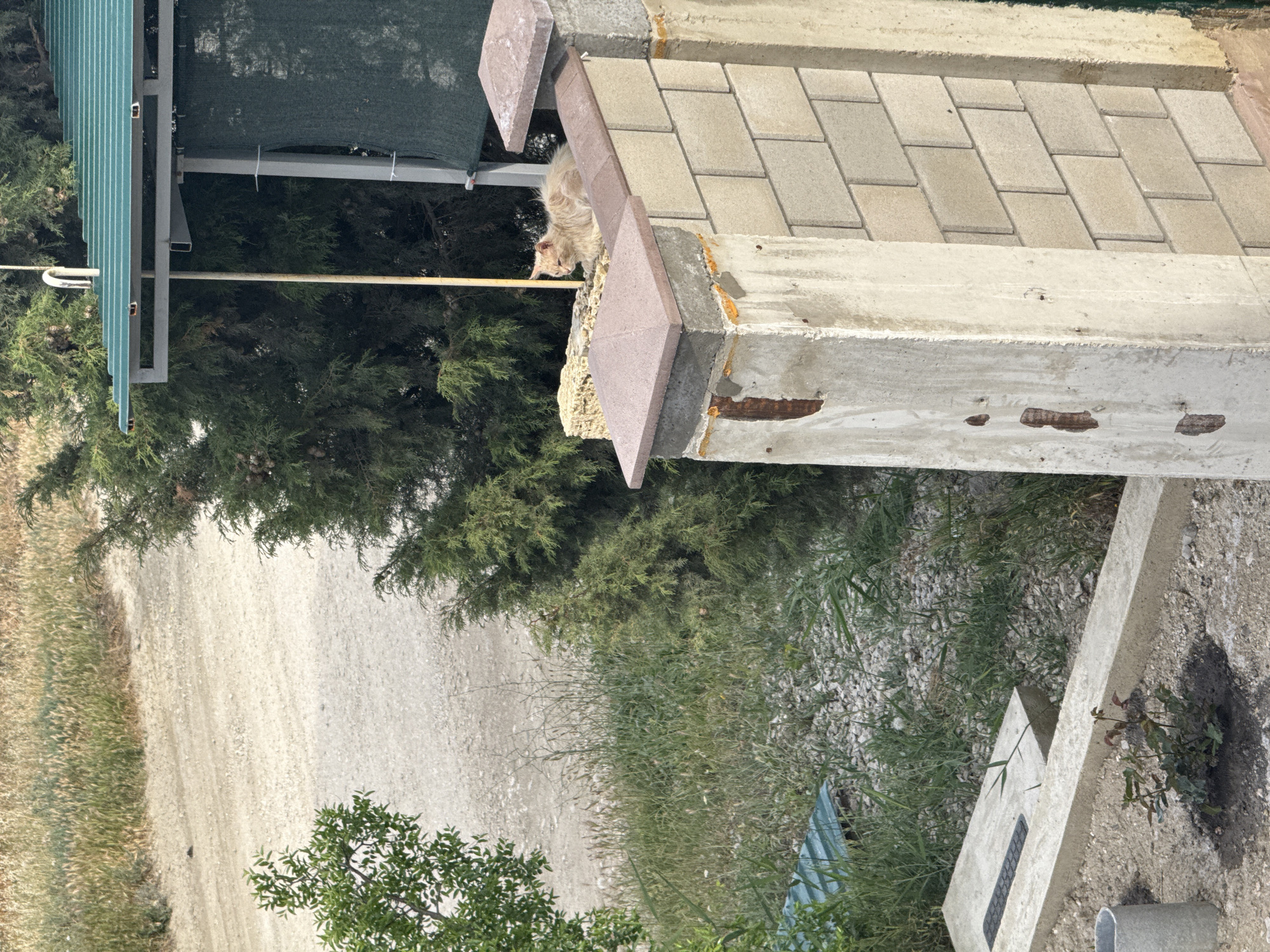 In Sudak, Ukraine, a ginger cat rests on top of a light-colored brick fence. The fence is capped with reddish-brown concrete. Behind the fence, a green, corrugated metal roof covers a structure. To the left, a gravel path winds through sparse green vegetation and dry grass. Trees with dense green foliage are visible in the background. The scene appears to be outdoors, with a bright, sunny atmosphere.