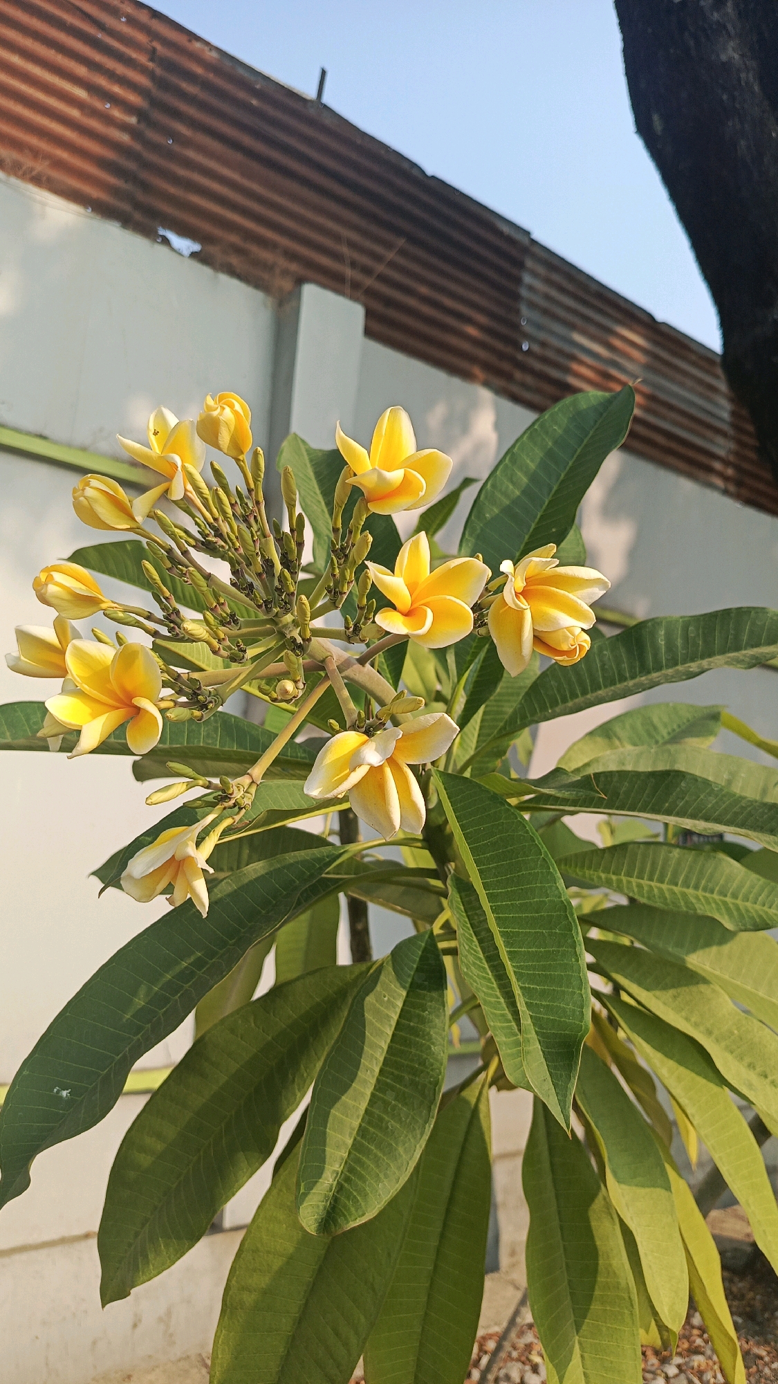 In Cekok, Indonesia, a close-up shot captures a cluster of yellow and white Plumeria flowers in full bloom. The flowers are delicately arranged on a branch, with some fully opened and others still in bud. Lush green leaves form a vibrant backdrop, their textured surfaces catching the sunlight. In the background, a textured white wall runs horizontally, partially obscured by a corrugated metal roof with a rusty patina. The bright sky above suggests it is daytime. A dark tree trunk is visible on the right edge of the frame. The scene is set outdoors, likely in a garden or yard.