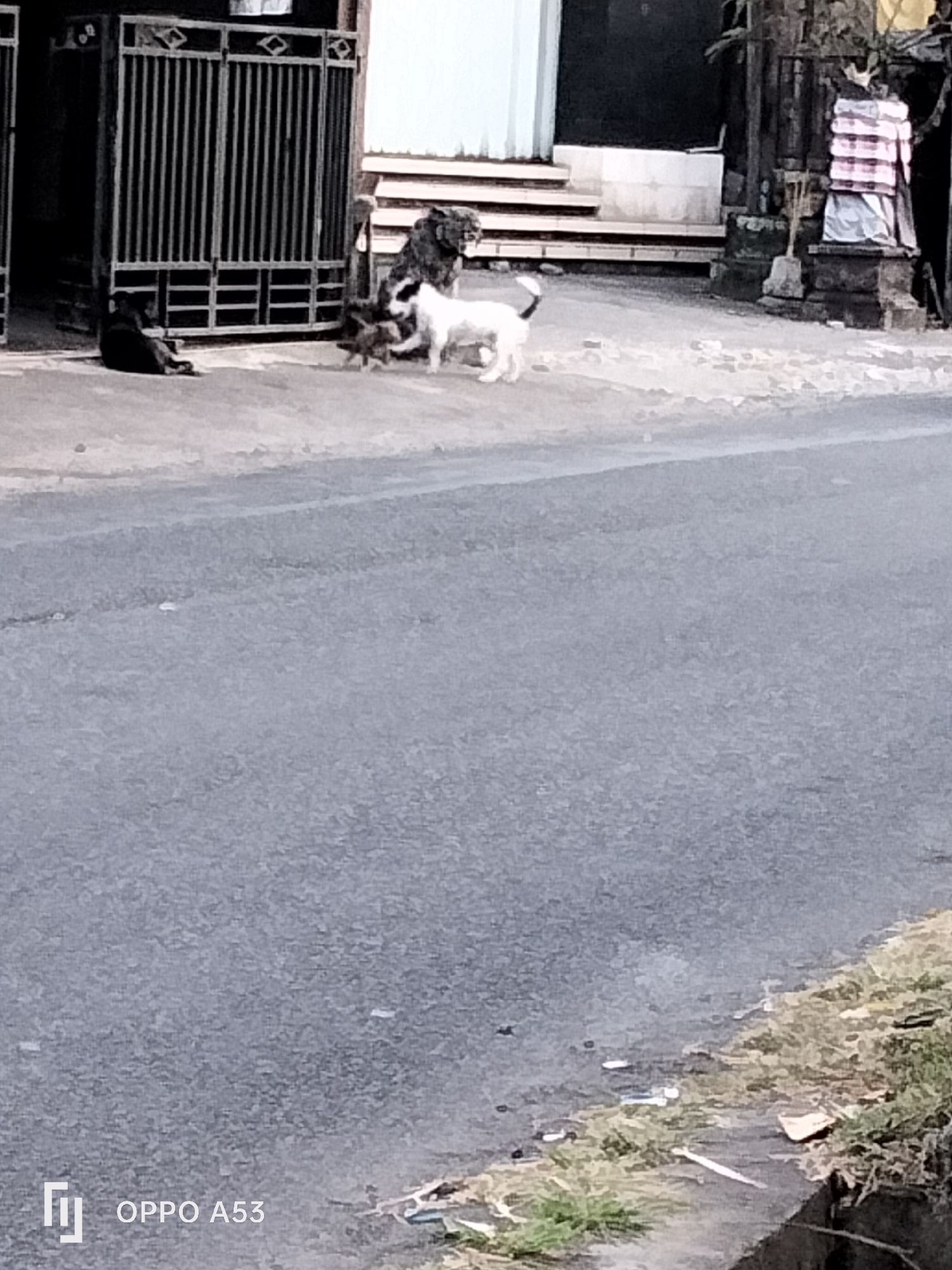 The image depicts a street scene in Denpasar, Indonesia, with a focus on a group of dogs on a paved surface near a building entrance. In the background, a dark-colored metal gate with vertical bars is visible, alongside a light-colored wall and a structure with decorative elements. A black dog is seated near the gate, while several other dogs, including a white one, are positioned further away. The street itself is gray and textured, with some debris and vegetation along the edge. The lighting suggests it is daytime. A watermark at the bottom left corner reads "OPPO A53".