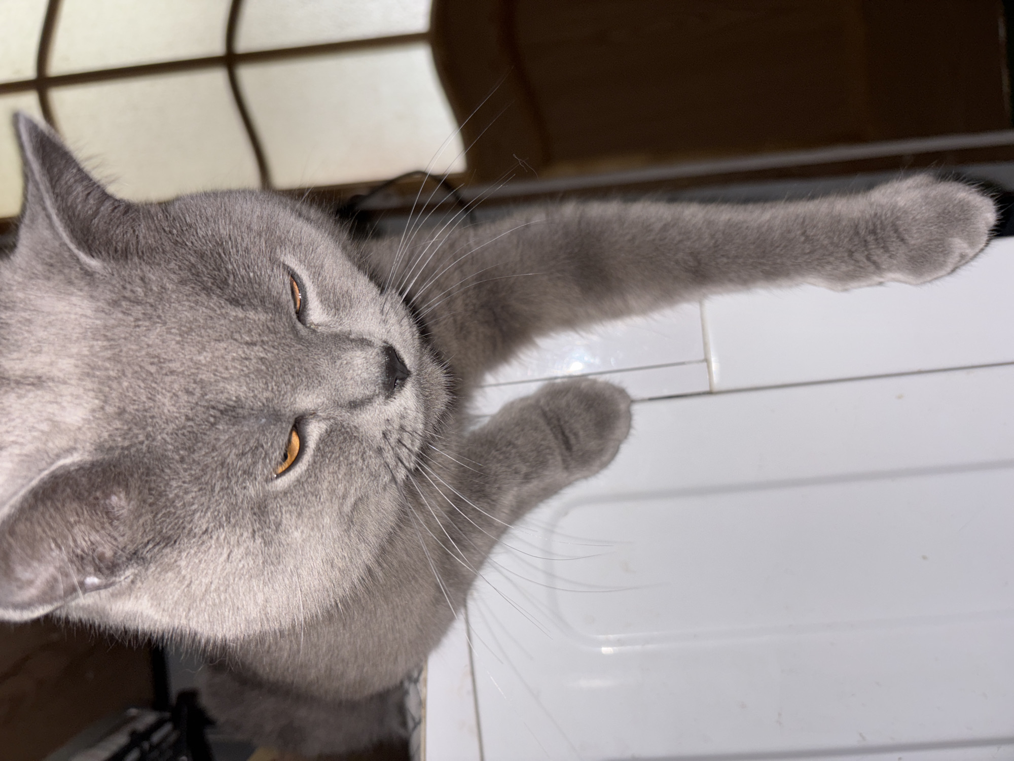 A close-up, high-angle shot depicts a grey cat with amber eyes reaching out with its front paw towards a white, horizontally ridged surface. The cat's face is prominent, showcasing its whiskers and fur texture. A partially visible window with a grid pattern is in the background. The city of Фоки, Russia is not evident in this image.