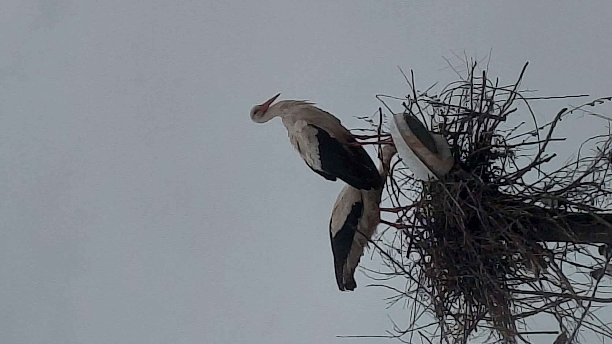 Three storks occupy a large nest constructed of interwoven branches atop a utility pole. The backdrop is a featureless, overcast sky. The location is Unknown, Unknown.