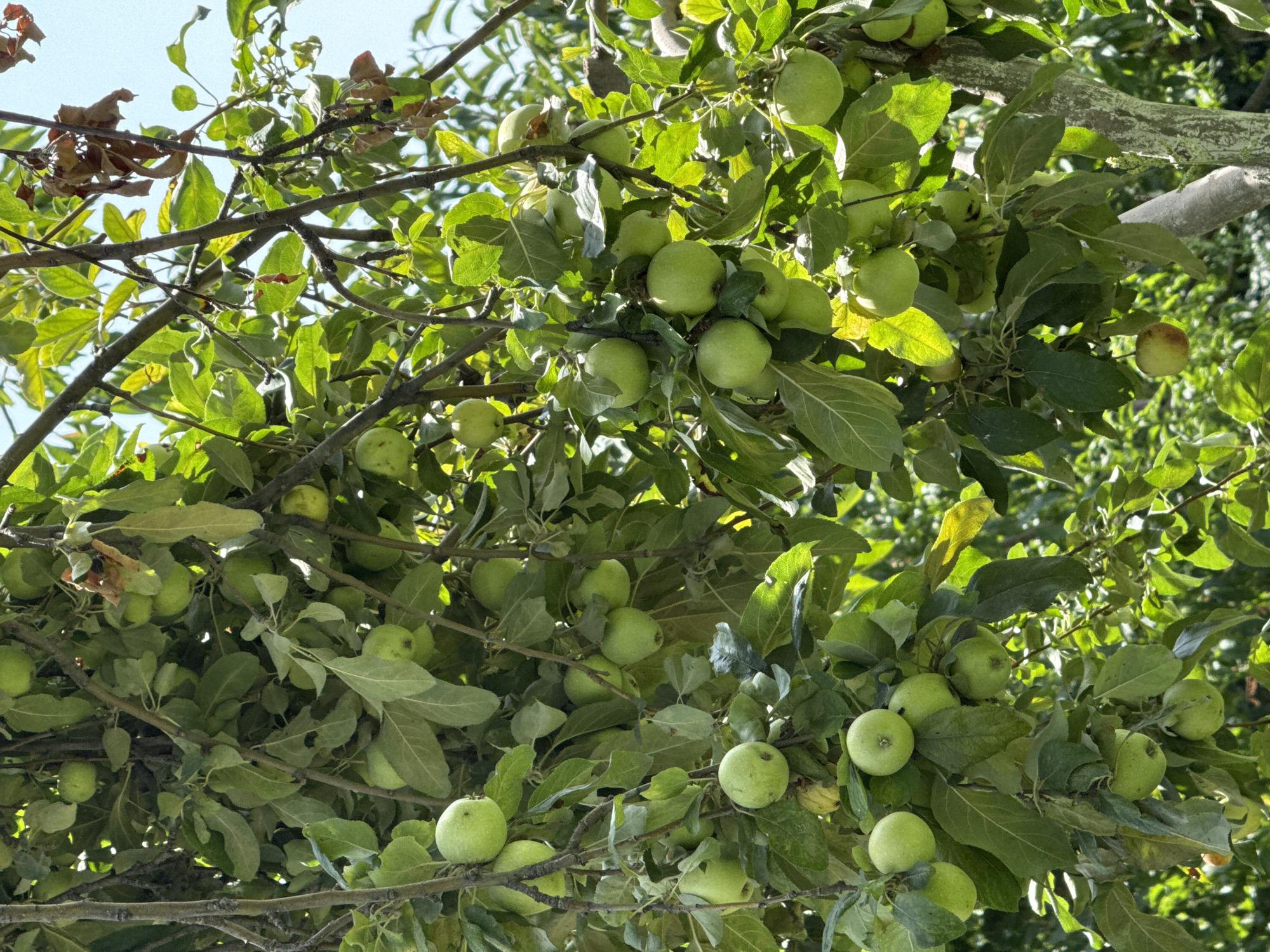 The image shows a close-up of a tree heavily laden with green apples. The apples vary in size and are clustered amongst lush green leaves and branches. Some apples are slightly tinged with yellow or red, indicating they are ripening. The branches appear sturdy, supporting the weight of the fruit. The lighting suggests it is daytime, with sunlight filtering through the leaves, creating highlights and shadows. The overall scene depicts an abundant harvest in a natural setting. The location is identified as Жыгач-Коргон, Kyrgyzstan.