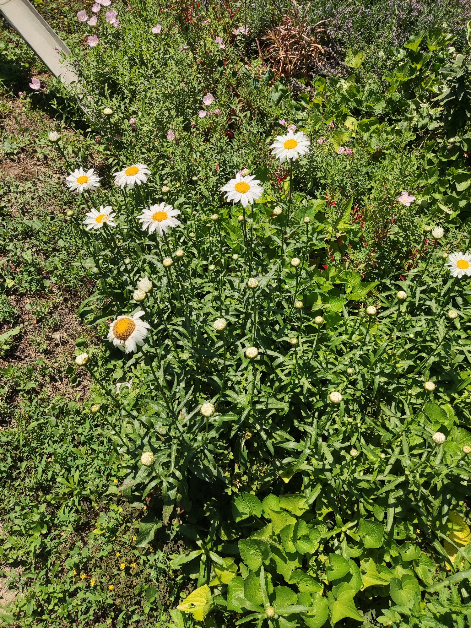 The image displays a close-up, high-angle view of a garden bed filled with daisies and other greenery. Several white daisies with yellow centers are in bloom, interspersed with numerous closed daisy buds and lush green foliage. In the background, there are hints of pink and purple flowers, as well as dried brown plant material. A light-colored, metallic object, possibly a downspout or part of a structure, is visible in the upper left corner of the frame. The ground beneath the plants appears to be a mix of soil and grass. The scene depicts a natural outdoor environment, likely a domestic garden. The location is Shymkent, Kazakhstan. There are no people or animals present in the image.