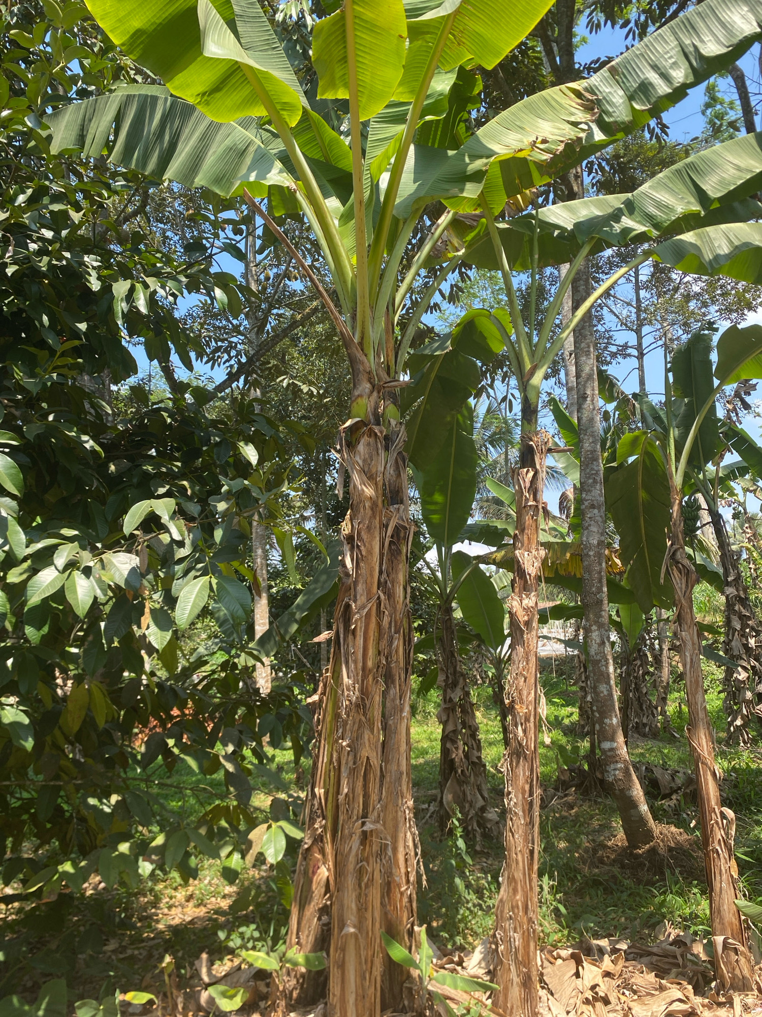 The image depicts a dense tropical environment, likely a farm or garden, characterized by lush vegetation and tall banana trees with their distinctive large, green leaves and fibrous pseudostems. The scene is bathed in bright sunlight, casting shadows and highlighting the textures of the plant life. In the foreground, several banana tree trunks are visible, with one prominently featured, its weathered pseudostem showing layers of dried, peeling leaf sheaths. The ground is covered in dry leaves and some green undergrowth. In the background, more banana trees and various other trees with dense foliage create a layered effect. The sky is a clear blue. The presence of banana trees and the abundant greenery suggest a location with a tropical climate, consistent with Ngalian, Indonesia. There are no people or animals visible in the image. The overall impression is one of natural abundance and growth.