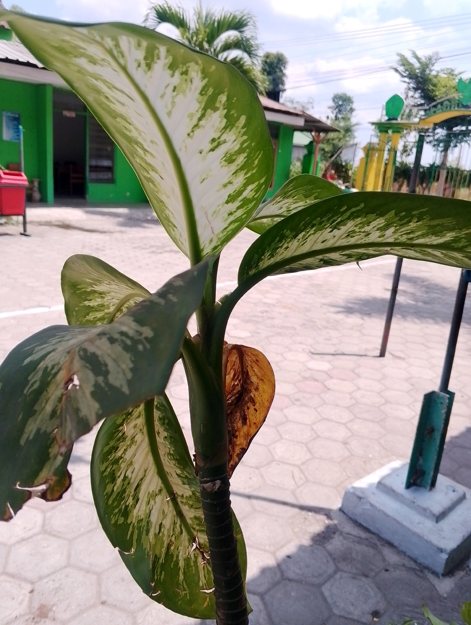 This is a medium shot, taken outdoors on a sunny day. The main subject is a plant with large, variegated green and white leaves, and a thick, segmented stem that is dark brown and ribbed. One of the plant's leaves is brown and appears to be dying. The plant is positioned in the foreground, with its leaves and stem filling much of the frame.
In the background, there is a low, green building with a white roof and an open doorway. To the left of the building, a red trash can is visible. Further in the background, there is a playground structure with yellow and green elements, and a metal fence. The ground is paved with hexagonal grey tiles. The sky above is partly cloudy. The overall setting appears to be a public space, possibly a school or community area, given the building and playground. There are no people clearly visible in the image. The lighting suggests it is daytime, likely late morning or early afternoon, due to the strong shadows cast.