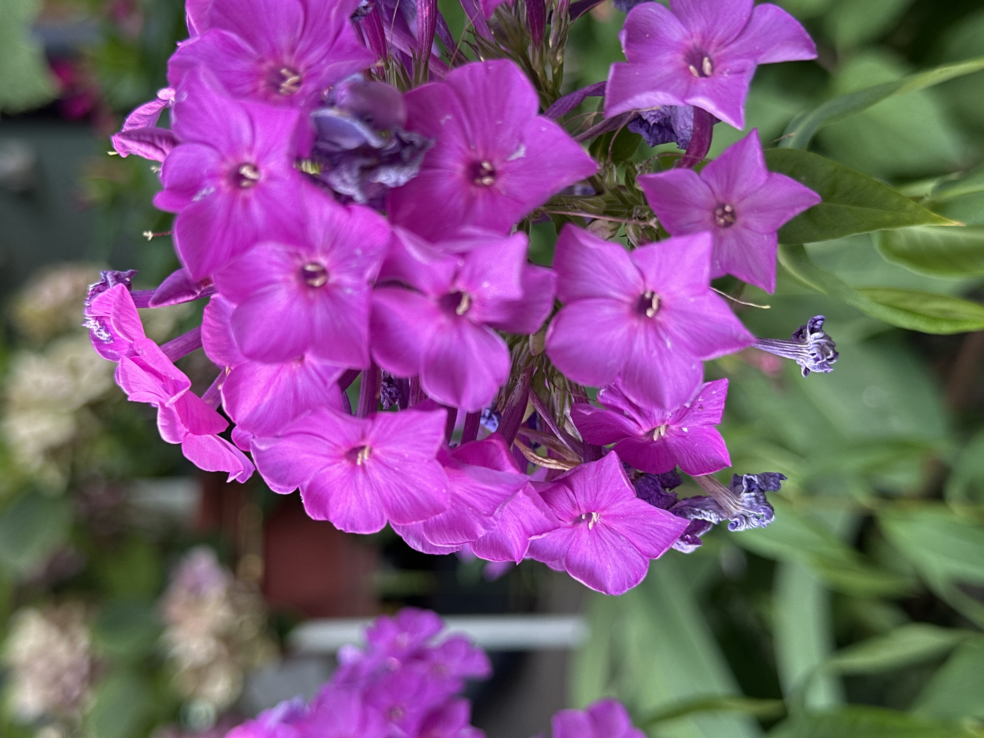 A close-up, shallow depth of field photograph captures a cluster of vibrant magenta phlox flowers in bloom. The flowers are the primary subject, with their petals prominently displayed, showing a star-like formation with delicate stamen in the center. Some of the flowers are fully open, while others are buds. Among the fresh blooms, a few dried, purplish-gray phlox remnants are visible, adding a touch of realism to the scene. The background is softly blurred, revealing hints of greenery and other out-of-focus flowers, suggesting a garden or natural setting. The lighting appears natural, likely daylight, illuminating the rich color of the phlox. The location is identified as Yessentuki, Russia, implying this photograph was taken within the city's botanical gardens, parks, or private gardens. There are no people or animals visible in the image.