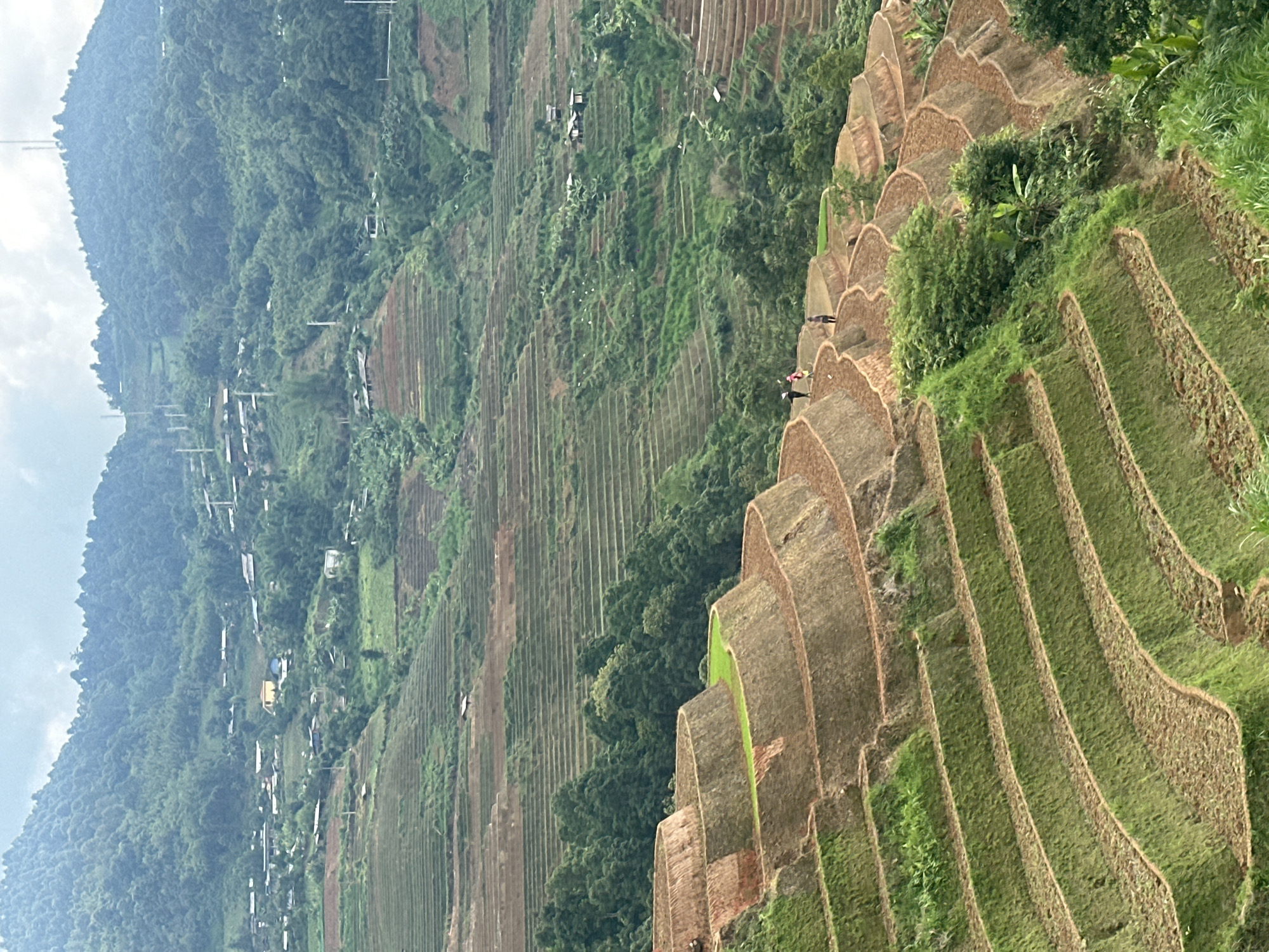 A vast, scenic landscape of terraced rice fields unfolds across a mountainous region, characteristic of Lao Chai, Vietnam. The main image, oriented vertically but depicting a horizontal vista, showcases numerous tiers of green and reddish-brown agricultural terraces that follow the contours of the hills.
In the mid-ground, several individuals are visible on the terraced paths. At least two figures, possibly farmers, are distinguishable on one of the higher terraces, while smaller, more distant figures can be seen further down the slope, suggesting agricultural activity or movement within the fields.
Beyond the immediate terraces, a wide valley stretches into the distance, revealing more terraced fields and lush, forested mountainsides. A scattering of small houses and structures, forming a village, are nestled amongst the greenery on the distant slopes. Utility poles and lines are also discernible, indicating basic infrastructure.
The sky is overcast, casting a soft, diffused light over the entire scene, suggesting a cloudy daytime, possibly morning or afternoon. The dominant colors are various shades of green from the vegetation and cultivated crops, earthy browns from the exposed soil of the terraces, and a muted grey-white for the sky. The terraced fields are intricately carved into the landscape, showcasing the impressive agricultural practices of the region. There is no visible text in the image.
