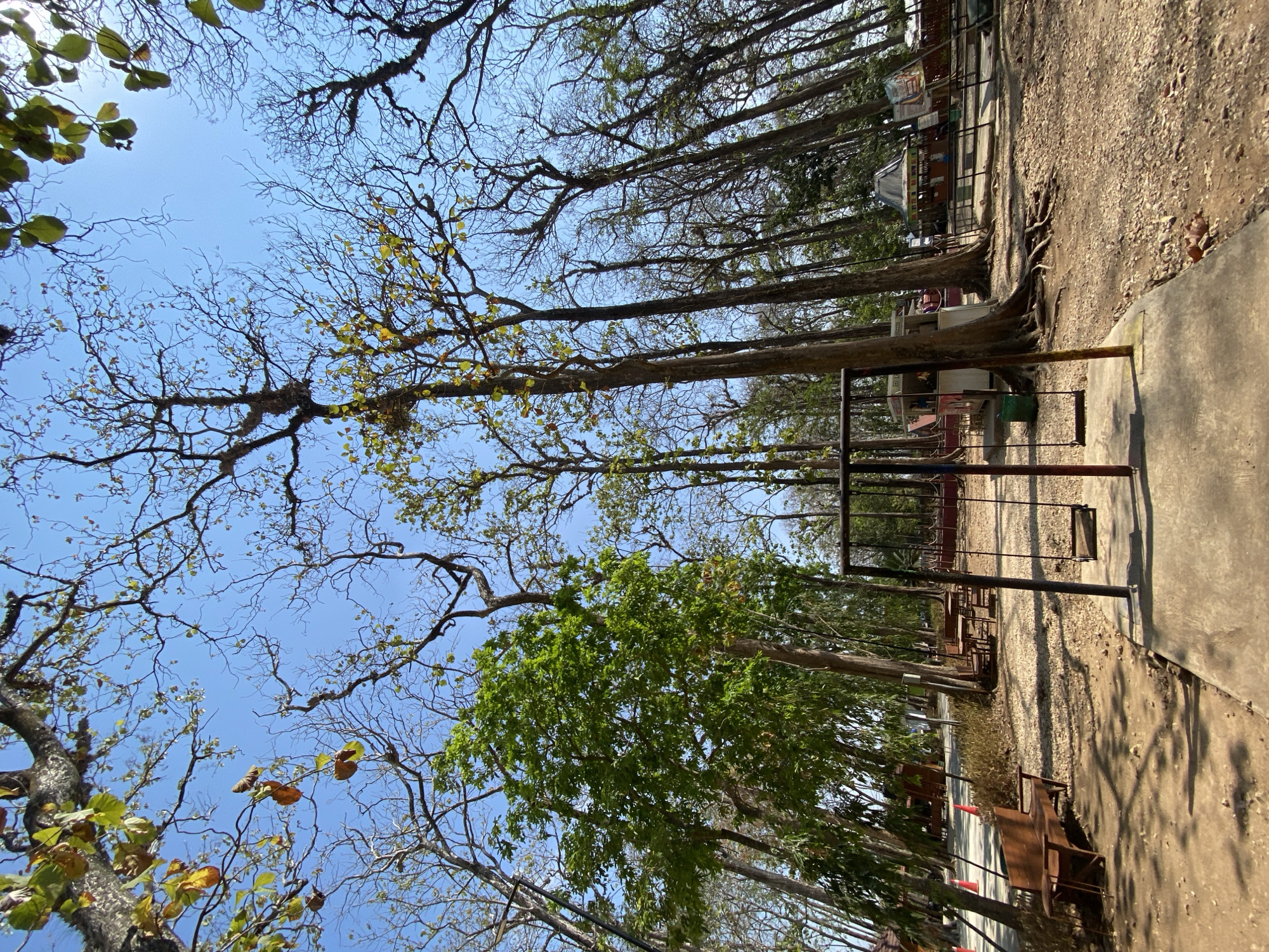 An upward-angle shot captures a park scene on a clear, sunny day. A metal swing set with two wooden swings stands prominently in the foreground on a concrete base. To the left of the swing set, a brown wooden bench sits on a dirt path, casting a shadow. Beyond the bench, several picnic tables are visible, surrounded by trees. In the background, small stalls or kiosks are set up, with some people visible. The park is characterized by numerous tall, slender trees, many of which are bare of leaves, suggesting a dry season. The ground is covered in dirt and small stones. The sky is a bright, clear blue.