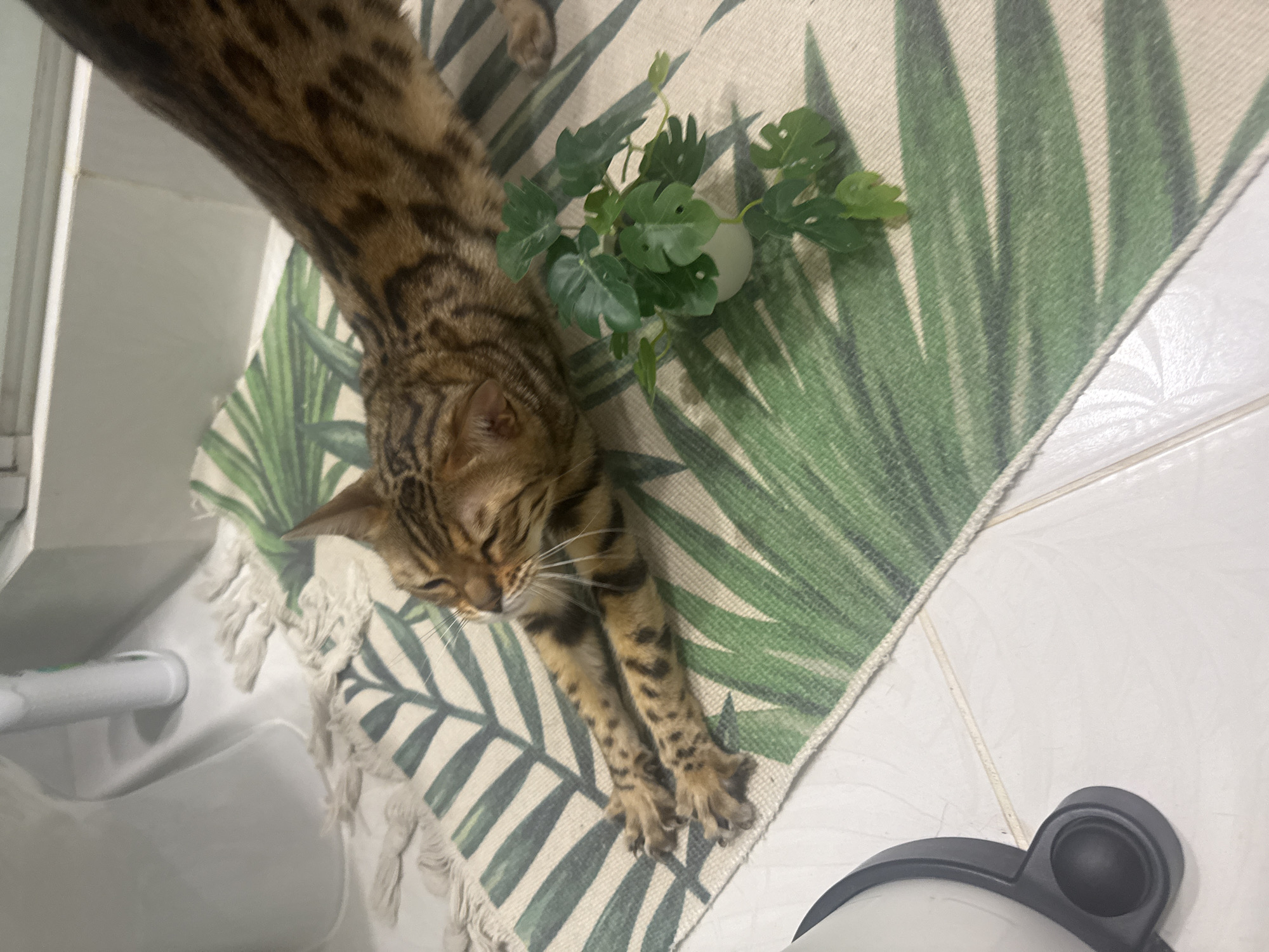 A top-down shot reveals a Bengal cat stretched out on a patterned rug in a bathroom setting. The cat's torso extends upward from the left, with its head and outstretched paws resting on the rug. The rug displays a green and white palm leaf pattern with fringed edges. Near the cat's midsection, a small potted plant with green foliage sits on the rug. In the lower left corner, a portion of a white sink is visible, with what appears to be a toothbrush or other hygiene item resting on its edge. The lower right corner features a portion of a white appliance or fixture, possibly a humidifier or air purifier, on a white tiled floor.