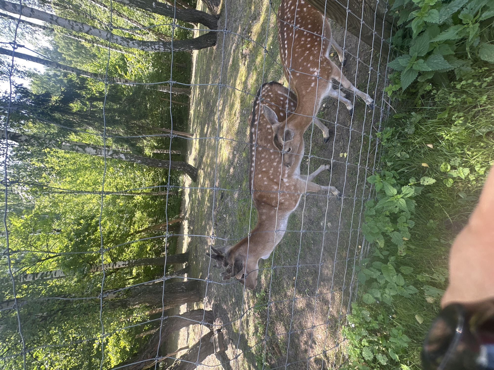 Two fallow deer, identified by their speckled coats, are visible within a fenced enclosure. The larger deer, on the left, has developed antlers, suggesting it is a male. The deer are standing on a grassy area with a dirt path, surrounded by trees. The enclosure appears to be in a rural or park-like setting, possibly a zoo or wildlife sanctuary, located in the vicinity of Dal'nie Prudishchi, Russia. The image is taken during daylight, with sunlight filtering through the leaves of the trees.