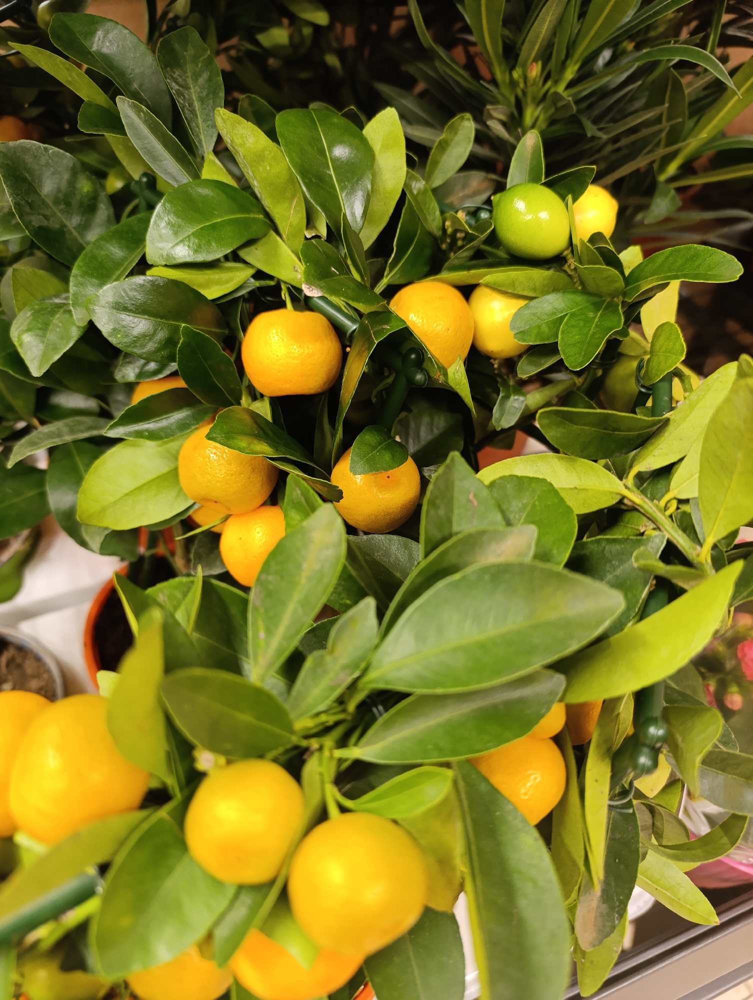 The image shows a close-up of a potted calamondin orange tree. The tree has many bright green leaves and numerous small, round orange fruits. Some of the fruits are green or yellow, indicating they are not yet fully ripe. The tree is in a pot. The exact location in Haskovo, Bulgaria, is not apparent from the image. There are no people visible in the image, and no specific actions or interactions are depicted.