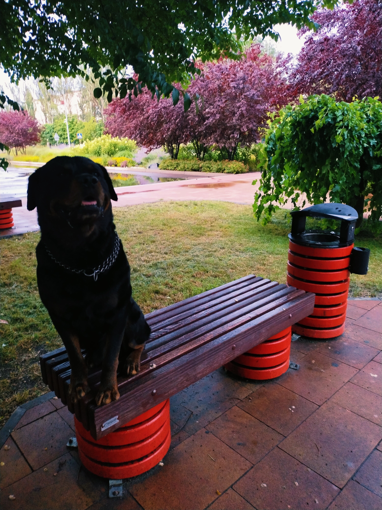 A Rottweiler dog is sitting on a wooden park bench with red cylindrical supports. The dog is dark brown to black in color, wearing a silver chain collar, and has its tongue slightly sticking out, looking towards the camera with a happy expression. The bench is wet, suggesting recent rain. The background features a park setting with green grass, ornamental trees with red and green foliage, and a pathway with puddles reflecting the trees. A bright orange and black trash can is located to the right of the bench. The ground is paved with reddish-brown tiles. The lighting suggests it is daytime, possibly after rain, with overcast skies filtering the light. The location is identified as Horishni Plavni, Ukraine.