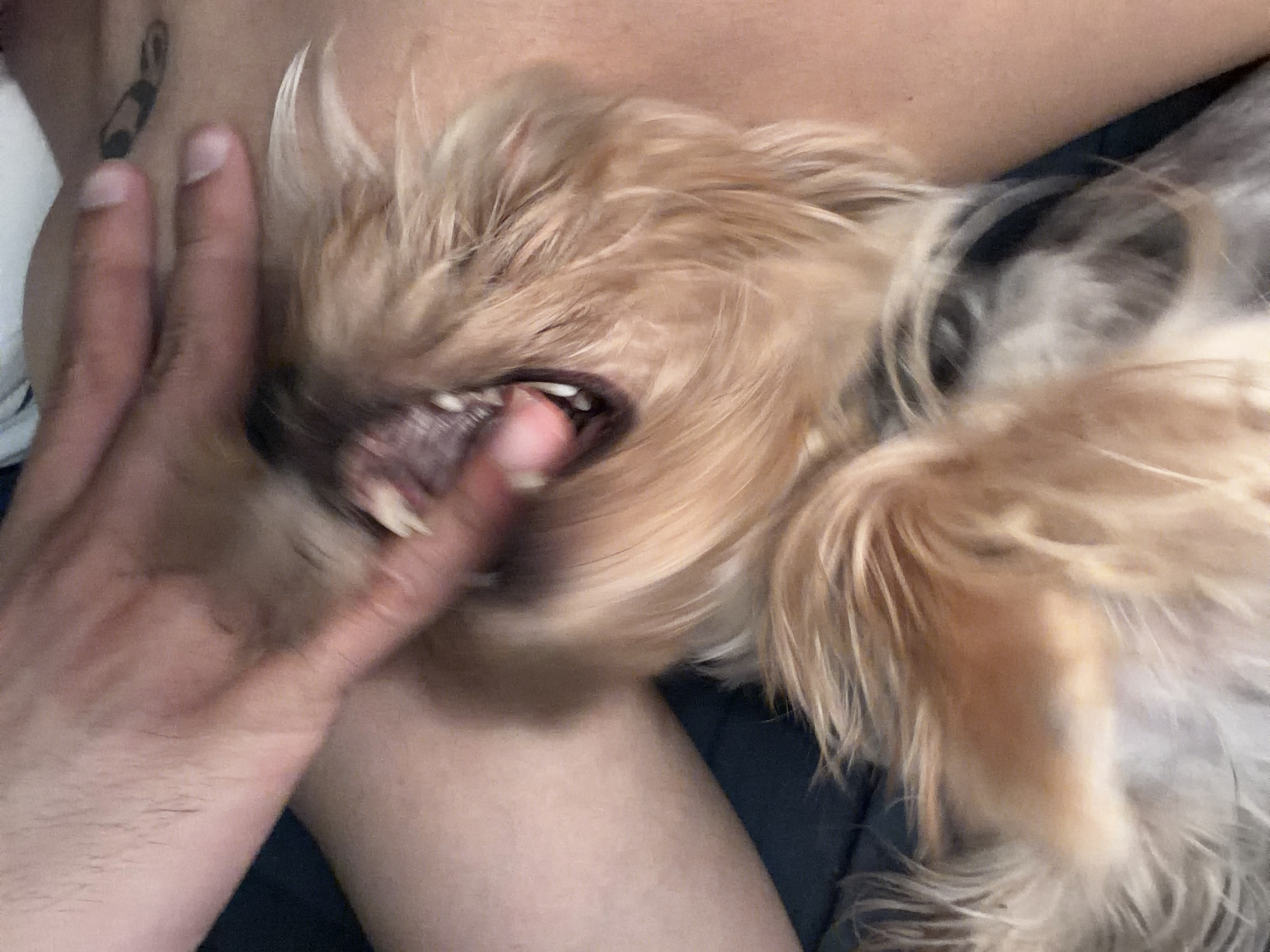 A close-up photograph depicts a person's hand inside a small, beige, long-haired dog's mouth. The dog is lying on a person's chest. A tattoo is visible on the person's chest. The environment is blurry, but the location is not discernible from the image. Sofia, Bulgaria cannot be determined as the location.