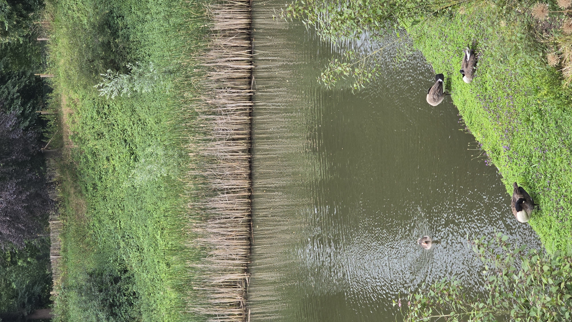 A body of water, likely a canal, reflects the sky and a dense line of tall, dry reeds at its edge. On the right bank, which is covered in vibrant green grass interspersed with small purple flowers, three Canada geese are present. One goose stands facing away from the viewer, preening its feathers. Another goose lies down on its side, also preening. A third goose is partially visible on the left side of the bank, also appearing to be preening. In the water, a single duck swims away from the shore. The background shows a steep, vegetated slope with a wooden fence running along its crest. Trees, including one with dark foliage, are visible at the top of the slope. The scene suggests a natural setting within or adjacent to an urban environment, possibly in 's-Heerenberg, Netherlands, given the context.