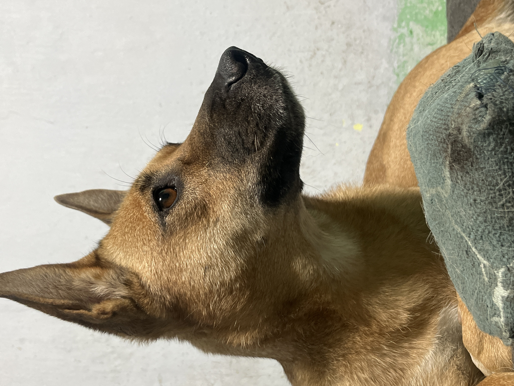 The image shows a close-up side profile of a medium-sized dog with light brown fur. The dog has erect ears, a dark muzzle, and brown eyes. It appears to be resting on a dark blue fabric object. The background is a textured, off-white wall. There is no indication of the city of Nizhny Tagil, Russia, or any other specific location.