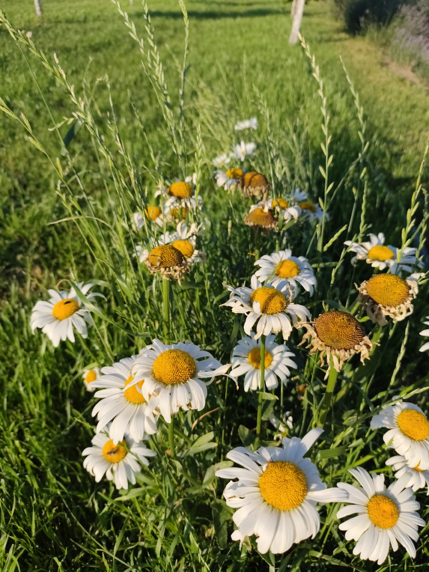 A close-up, vertical shot shows a patch of daisies in varying stages of bloom, interspersed with tall green grass. Some daisies are in full bloom with white petals and bright yellow centers, while others appear withered, with browning petals and heads. The background is a soft blur of green grass, suggesting an outdoor setting like a meadow or park. The lighting indicates it is daytime, with sunlight casting a warm glow on the scene. The image does not contain any discernible elements that would place it specifically in Nechaiane, Ukraine, nor does it depict any people or specific actions.