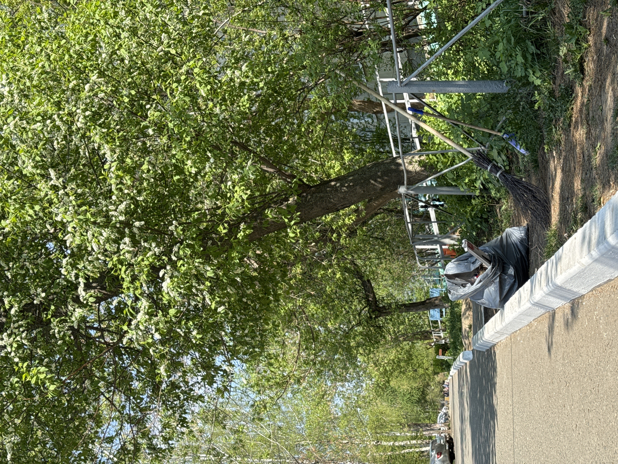 The image shows a street scene in Izhevsk, Russia, likely taken during spring or summer. A mature tree with dense green foliage and small white blossoms dominates the left side of the frame. A metal scaffolding structure is partially visible behind the tree. A broom is propped up against the scaffolding near the curb. A black garbage bag filled with trash sits beside the curb. The curb has been recently painted white. A paved road extends along the right side of the frame. In the distance, other trees and structures are visible, with cars parked along the street. The image appears to be taken at ground level.