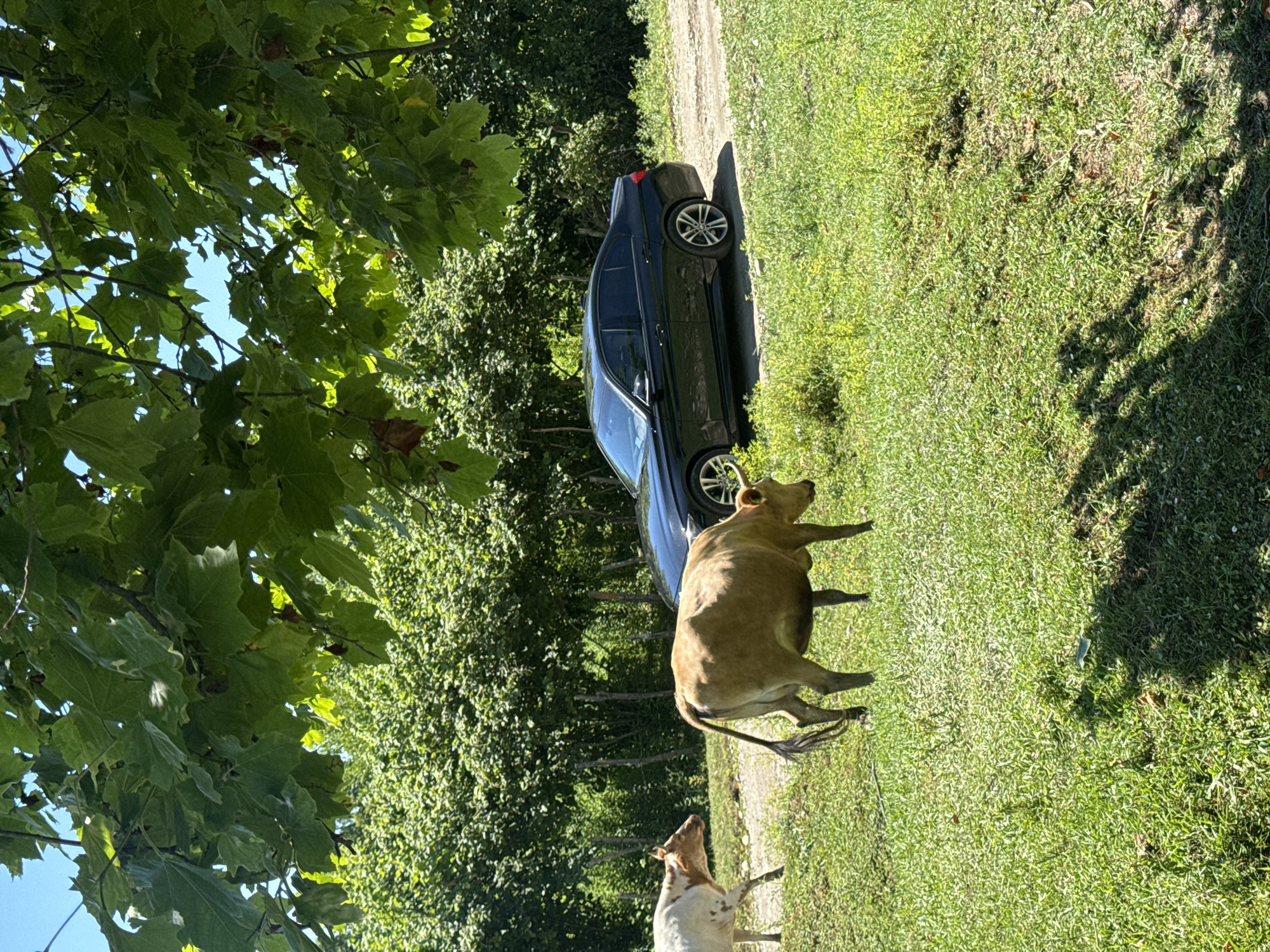 In Darcheli, Georgia, a black BMW sedan is parked on a dirt road next to a lush green field. Two cows are grazing in the field. The foreground is dominated by green grass, with a shadow cast by overhead trees. In the background, a dense forest line is visible. The sky is clear and blue.