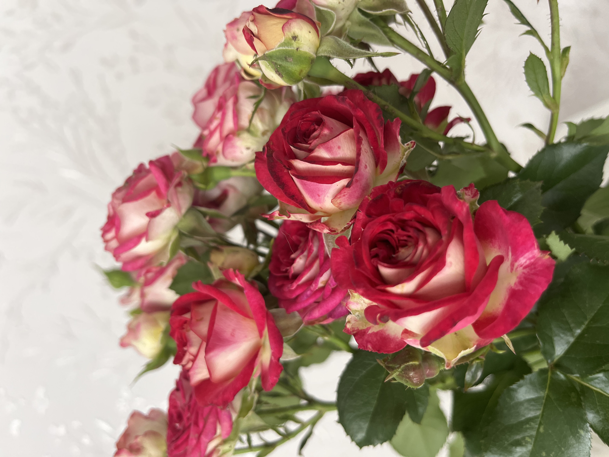 A bouquet of spray roses with bicolor petals, a mix of deep pink and cream, is positioned in the foreground against a blurred, textured white background. The roses are in various stages of bloom, with some fully open and others still budding. Dark green leaves and thorny stems are visible, adding depth to the floral arrangement. The lighting is soft, casting subtle shadows. This image does not depict any specific location in the city of Chaikovsky, Russia; it is a close-up still life of flowers.