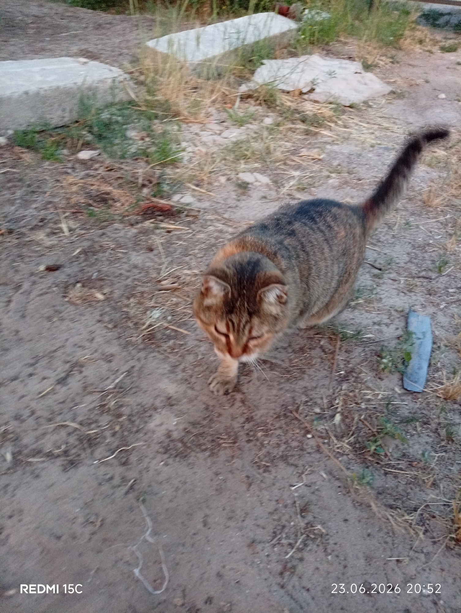 A tabby cat walks on a dirt path, with dry grass and some concrete blocks in the background. The cat has a striped pattern on its fur and a long tail. The scene appears to be outdoors in an urban or semi-urban environment. The image has a timestamp in the bottom right corner indicating June 23, 2026, at 20:52. The location is identified as Mykolaivka, Ukraine, in the watermark at the bottom left.