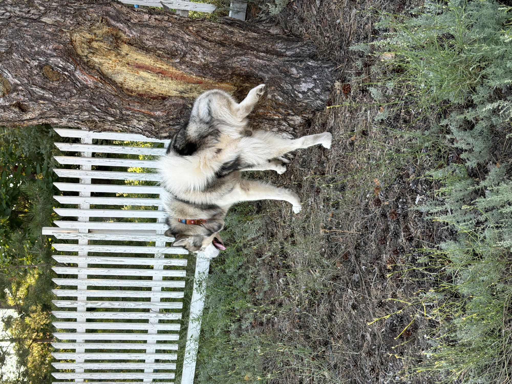 A husky is standing on its hind legs, leaning against a large tree trunk. The dog's front paws are resting on the tree, and its head is turned to the left, with its tongue hanging out. The tree has rough bark and a large, yellowish-red scar running down its side. Behind the tree, a white picket fence is visible, with a line of trees and foliage beyond it. The ground is covered with dry grass, pine cones, and some green bushes. The scene appears to be in a rural or suburban outdoor setting. There is no indication of the city of Узюково, Russia, in the image.