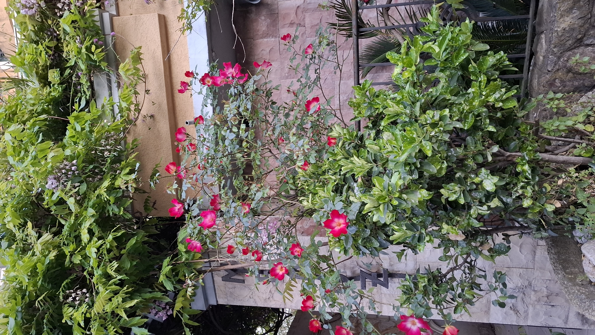The image depicts a vertical, close-up shot of exterior greenery and architecture, likely taken in the city of Boreti, Montenegro. The primary subjects are: 1. A vine with lush green leaves and delicate purple flowers climbs up a tan-colored wall with white trim. 2. A rose bush, prominently displaying bright pink flowers with yellow centers, grows against a wall covered in brick-like tiles. 3. Another leafy green bush, located to the right of the rose bush, near a stone wall. In the background, a wrought iron fence and glimpses of palm fronds and other greenery can be seen. No people are visible. The interaction is between the organic elements (plants) and the man-made structures (walls, fence), demonstrating a blend of nature and urban environment.