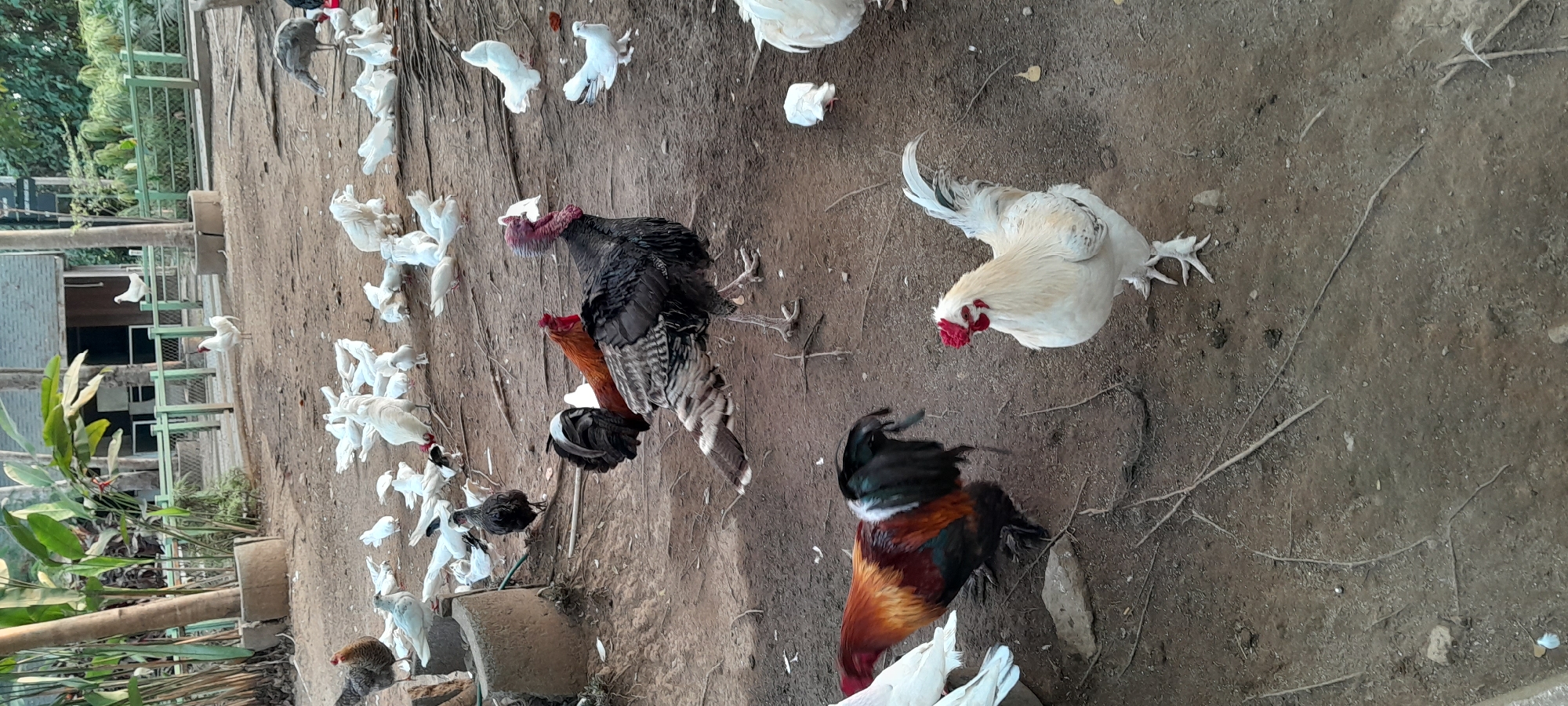A flock of chickens and turkeys are gathered in a dirt enclosure, with a building and trees in the background. The enclosure is fenced with green metal bars. The ground is covered in dirt, with some dry leaves and twigs scattered about. In the foreground, a white rooster stands facing left, while a colorful rooster stands to its left. Behind them, a turkey is visible, with a flock of white birds, likely chickens or doves, scattered throughout the enclosure. The building in the background appears to be made of wood and has a thatched roof. The trees in the background are lush and green, suggesting a tropical or subtropical environment. The scene is set in the city of Sleman, Indonesia.