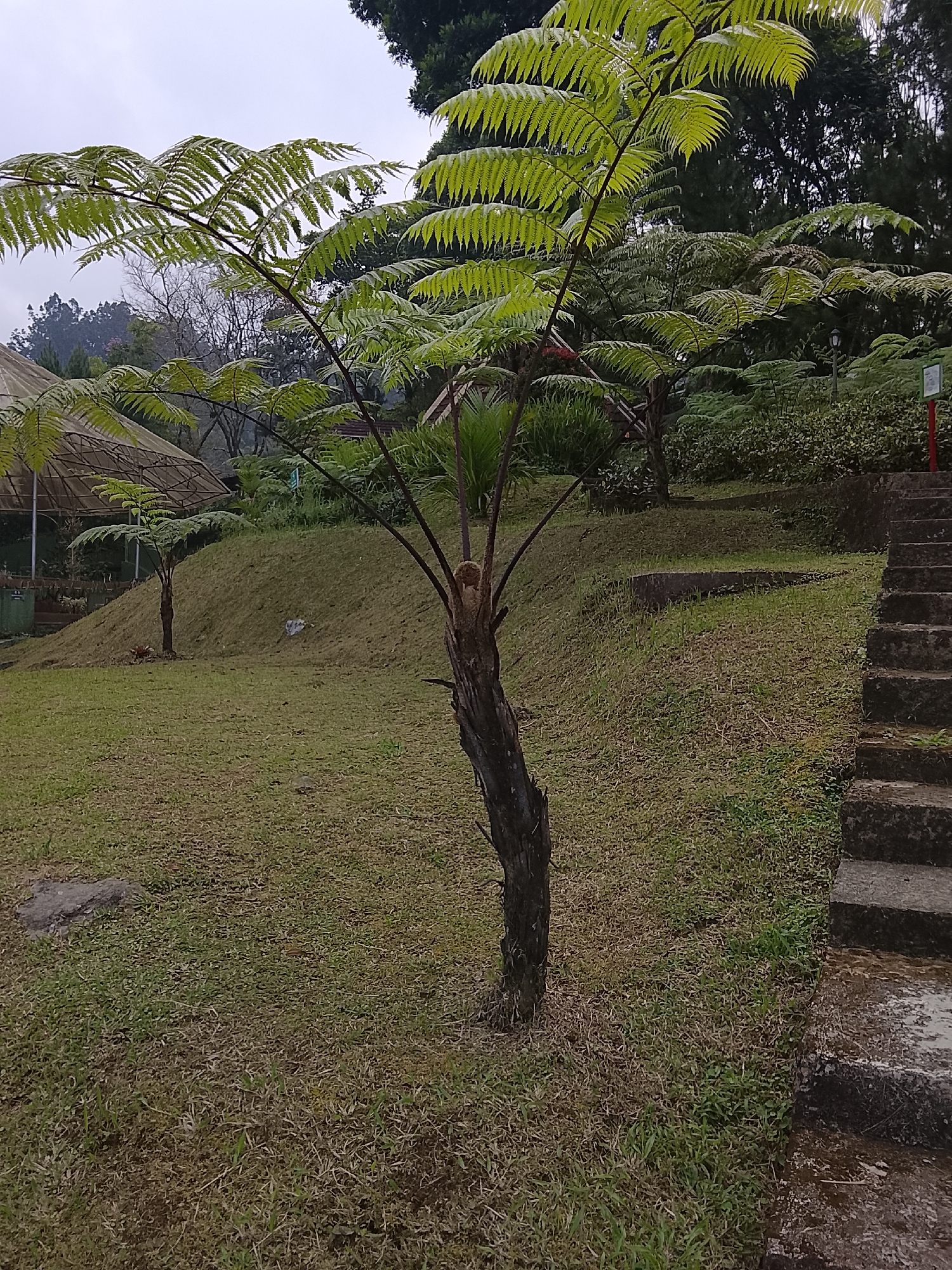 The image depicts an outdoor scene in Baturaden, Indonesia, characterized by lush vegetation and a slightly overcast sky. In the foreground, a young tree fern with large, feathery fronds dominates the center of the frame. Its trunk is dark and textured, appearing somewhat weathered. To the right, a stone staircase ascends a grassy slope, its steps weathered and showing signs of moss or dampness. The surrounding ground is covered in a mix of green and dry grass, with scattered rocks and smaller ferns. In the background, a greenhouse or covered structure with a transparent roof is visible on the left, and beyond that, a dense forest of trees. A few other tree ferns are scattered throughout the landscape, adding to the tropical feel of the location. The overall impression is of a tranquil park or botanical garden environment.