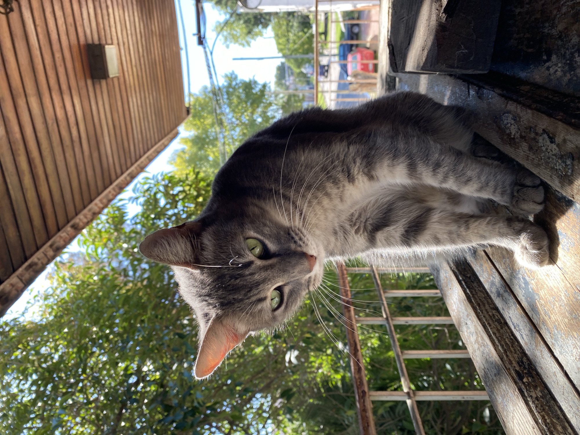 A gray tabby cat with prominent green eyes is the central subject of this image, captured lying on its side on a weathered wooden surface. The cat's head is tilted, and it looks directly at the viewer, displaying its distinct striped fur pattern and long whiskers.
In the upper left portion of the frame, a wooden wall composed of vertical planks is visible, featuring a rectangular light fixture mounted upon it, suggesting an architectural element like a porch ceiling or an outdoor shelter. The background transitions to a vibrant outdoor scene dominated by lush green foliage from trees and bushes, indicating a bright, sunny daytime setting. Through the leaves, a metal fence or railing can be seen, and beyond it, glimpses of a street with a red vehicle and other structures are discernible, pointing to an urban or suburban environment.
The photograph is taken from a low angle, looking upwards towards the cat and its surroundings. The natural sunlight illuminates the scene, casting subtle shadows and highlighting the textures of the wood and the cat's fur. There is no visible text in the image. The scene conveys a sense of quiet observation from the cat. The location context for this media file is Llavallol, Argentina.