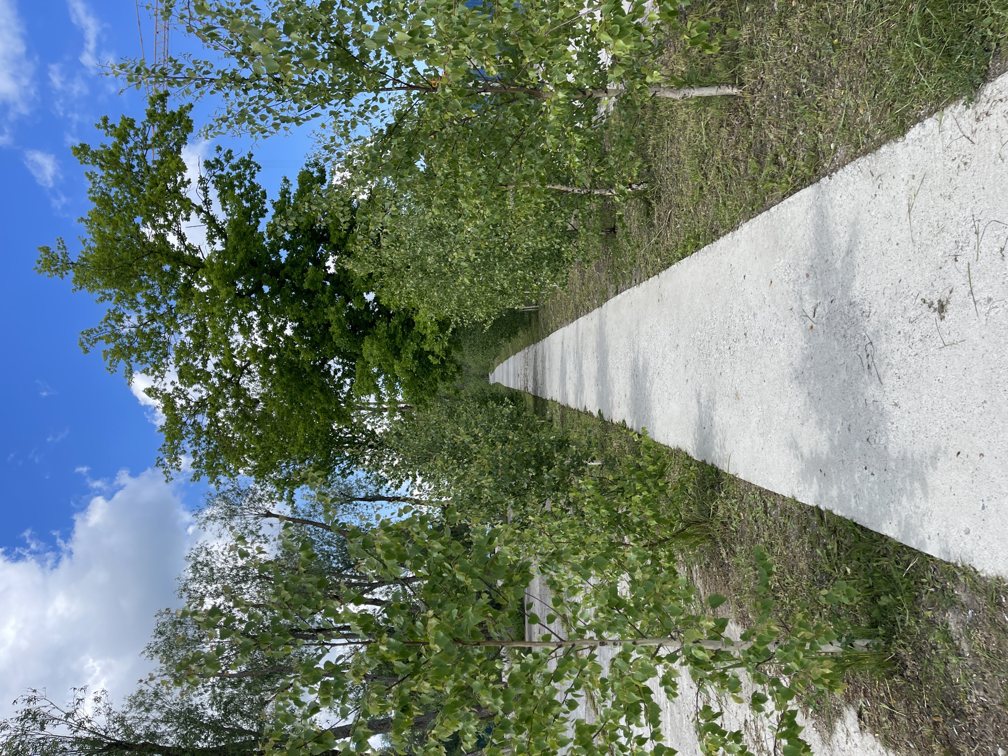 A concrete pathway curves into the distance, bordered on both sides by rows of young birch trees with green foliage. Beyond the birch trees, taller trees with dense green canopies create a lush backdrop under a bright blue sky dotted with white clouds. The pathway appears to be situated in a park or a well-maintained green space, possibly in Zelenogradsk, Russia, given its characteristic landscaping. The scene is peaceful and natural, with no people or animals visible. The lighting suggests it is daytime, likely late morning or early afternoon.