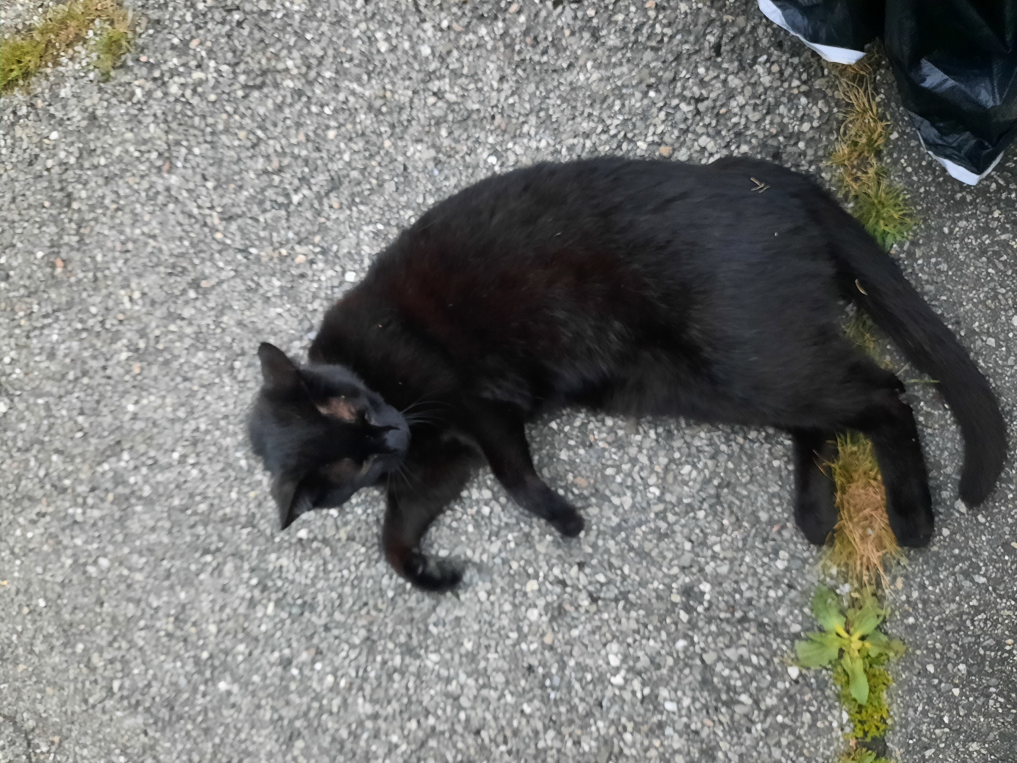 A black cat lies on its side on a grey, pebbled surface, possibly asphalt. The cat's eyes are partially closed, and it appears to be resting or deceased. Patches of green and brown vegetation are visible to the left and right of the cat, as well as two black trash bags in the lower right corner of the image. There are no people visible in the image. The scene is not identifiable as being specifically in Rosenheim, Germany.