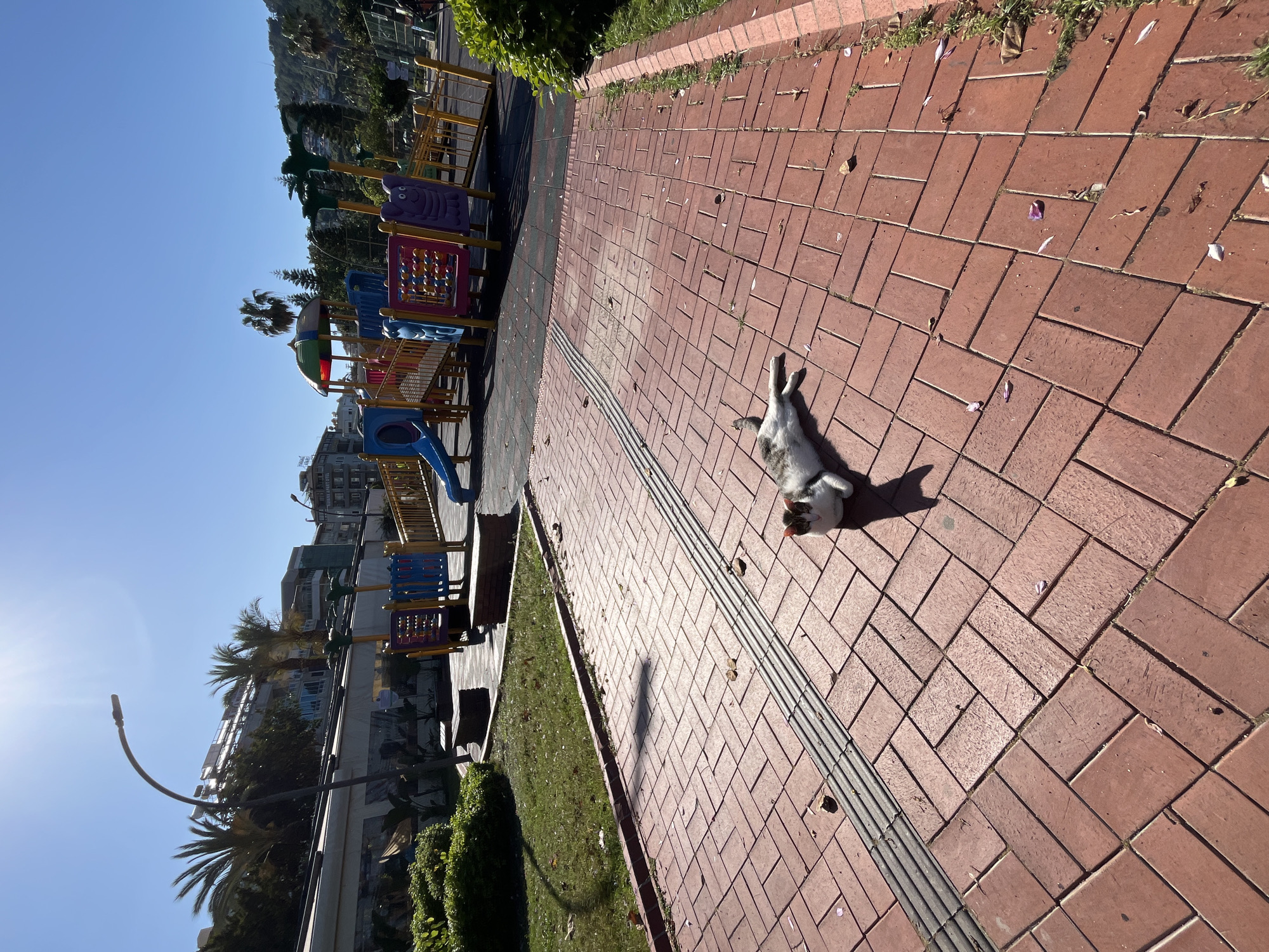 A tilted long shot captures a paved pedestrian area in Alanya, Turkey, likely near a playground. The foreground is dominated by red brick pavers arranged in a herringbone pattern, interspersed with fallen petals. A grey and white cat lies on its back, legs extended, on the pavers. Adjacent to the paved area is a strip of green grass and shrubs. Beyond that, a colorful playground structure is visible. In the background, buildings and a hillside can be seen under a clear blue sky. A street lamp is visible on the left side.