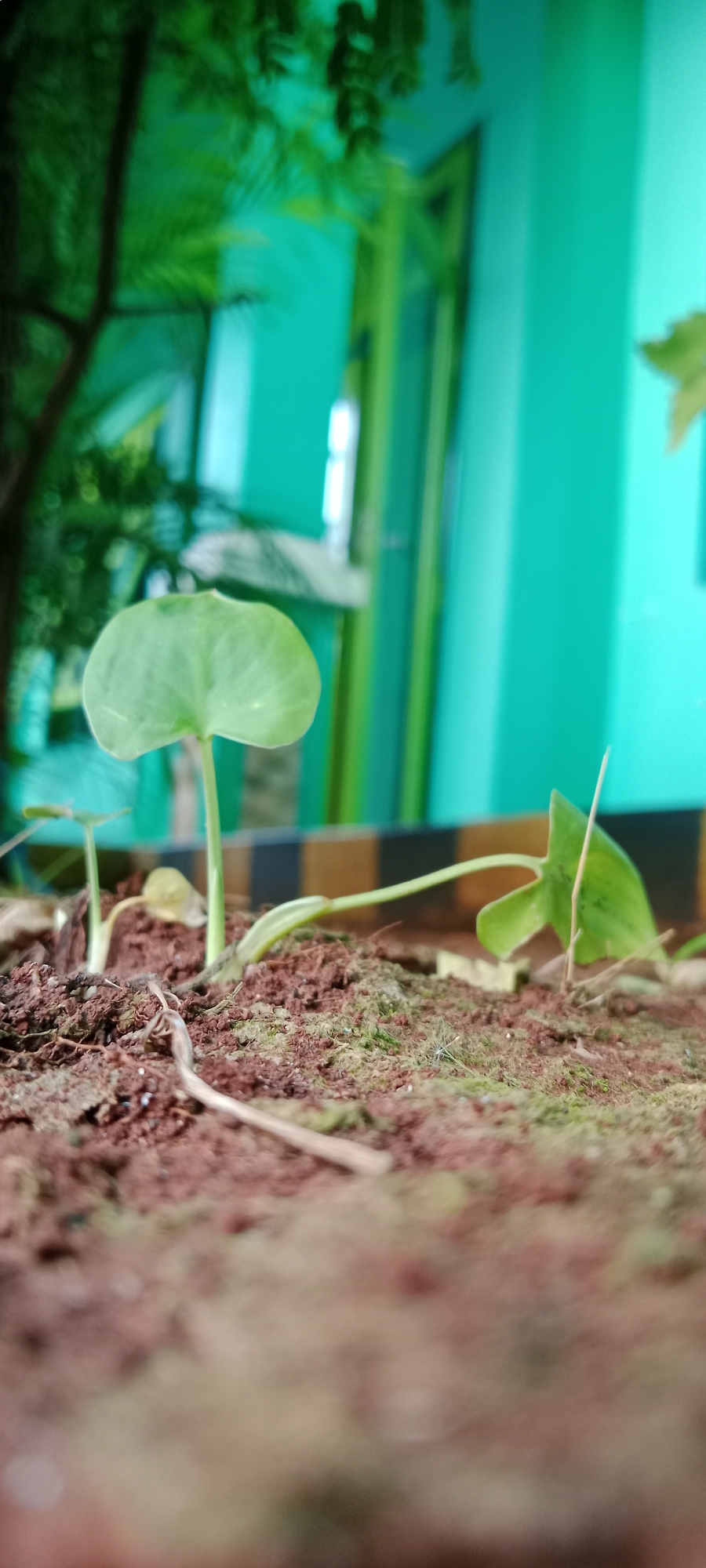 In the city of Tuban, Indonesia, a macro photograph captures a close-up view of a young plant emerging from reddish-brown soil. The plant has a single, heart-shaped, light green leaf supported by a thin stem. To the left, another small seedling is partially visible. The soil is textured with small pebbles and hints of moss. In the background, a blurry green area suggests foliage or a painted wall, possibly with vertical elements. A horizontal band of dark and light stripes is visible behind the plant. The overall impression is one of new growth in an outdoor or semi-outdoor environment, focusing on the delicate details of the plant.