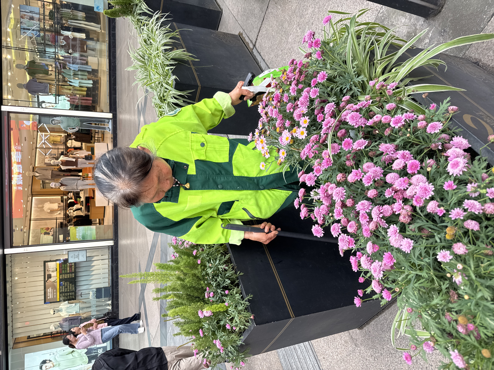The image depicts an older woman in a neon green and forest green jacket tending to a flower bed outside a retail establishment. The woman, who appears to be pruning or deadheading the flowers with hand tools, has grey hair and is positioned close to the flower bed, which is planted in a black planter. The flower bed is filled with vibrant pink flowers and some green foliage.
In the background, there is a shop window reflecting displays of clothing and mannequins. The window also displays information about international time zones including New York, Budapest, London, and Tokyo. There are also some people walking in the area in the background.
Based on the OCR text visible in the shop window, it can be inferred that the location of this image is Jinjiang District, China. The time zones suggest an international or cosmopolitan urban environment. The image captures a worker maintaining the aesthetic appeal of the commercial area through horticulture.