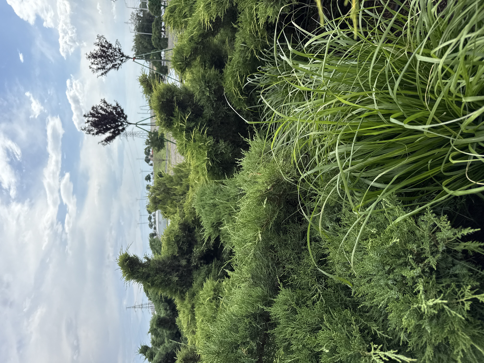 The image depicts an outdoor scene at a plant nursery in Yerevan, Armenia, under a cloudy sky. In the foreground, a dense arrangement of green juniper bushes and ornamental grasses is visible. The junipers are various shades of green, some appearing more compact and rounded while others are taller and more conical. Long, thin blades of bright green grass dominate the lower right portion of the frame, with some blades arching gracefully.
In the mid-ground, two young trees with dark reddish-purple foliage, supported by stakes, stand out against the backdrop of greenery. Beyond these trees, a line of power transmission towers and utility poles are scattered across the landscape, characteristic of urban or semi-urban environments. Further in the distance, a row of more trees and possibly some buildings or structures can be discerned. The overall impression is a well-maintained nursery with a variety of plants, set against a backdrop suggestive of infrastructure typical of a city.