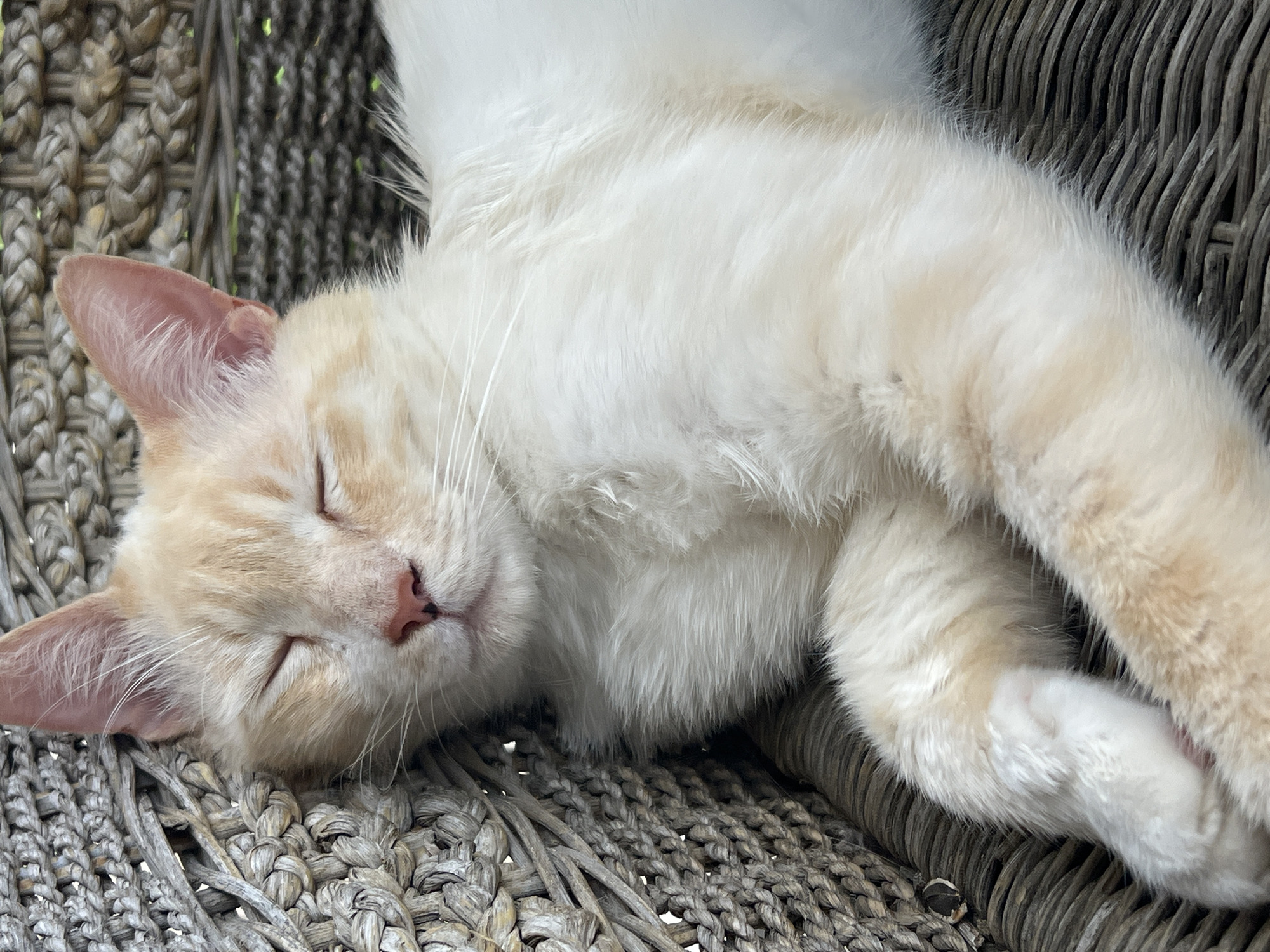 A close-up, eye-level shot captures a cream-colored cat with light orange tabby markings sleeping soundly on a woven, outdoor chair. The cat is positioned on its side, with its head resting against the textured material of the chair. Its eyes are closed, and its pink nose is slightly visible. The cat's fur is soft and fluffy, with its front paws tucked underneath its head. The woven texture of the chair fills the left side of the frame, while the cat's body occupies the majority of the image. The background is softly blurred, suggesting an outdoor setting with green foliage visible behind the chair. The lighting is natural and diffused, casting soft shadows. The image conveys a sense of peacefulness and relaxation. There is no indication of the city of Khostinskiy, Russia in the image.