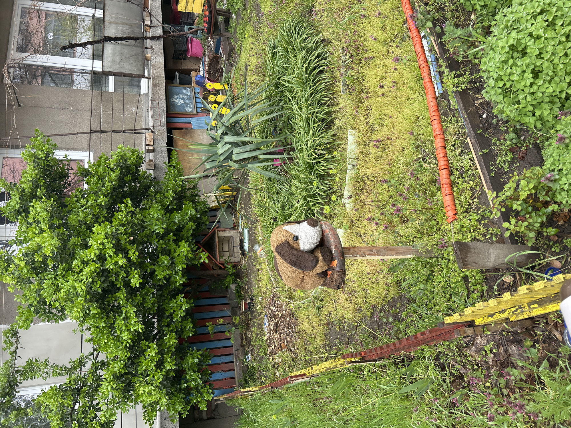The image depicts an overgrown garden in Plovdiv, Bulgaria, adjacent to a multi-story building. The building's exterior shows signs of age and wear, with visible windows and architectural details. The garden itself is characterized by unkempt vegetation including tall grasses, various plant species, and a large bush. A stuffed animal, resembling a curled-up mammal, is perched atop a wooden post. A dilapidated wooden fence, painted with multiple colors, runs along the perimeter of the garden. Additional objects include an orange irrigation pipe and miscellaneous items scattered amongst the vegetation. No people are visible in the image.