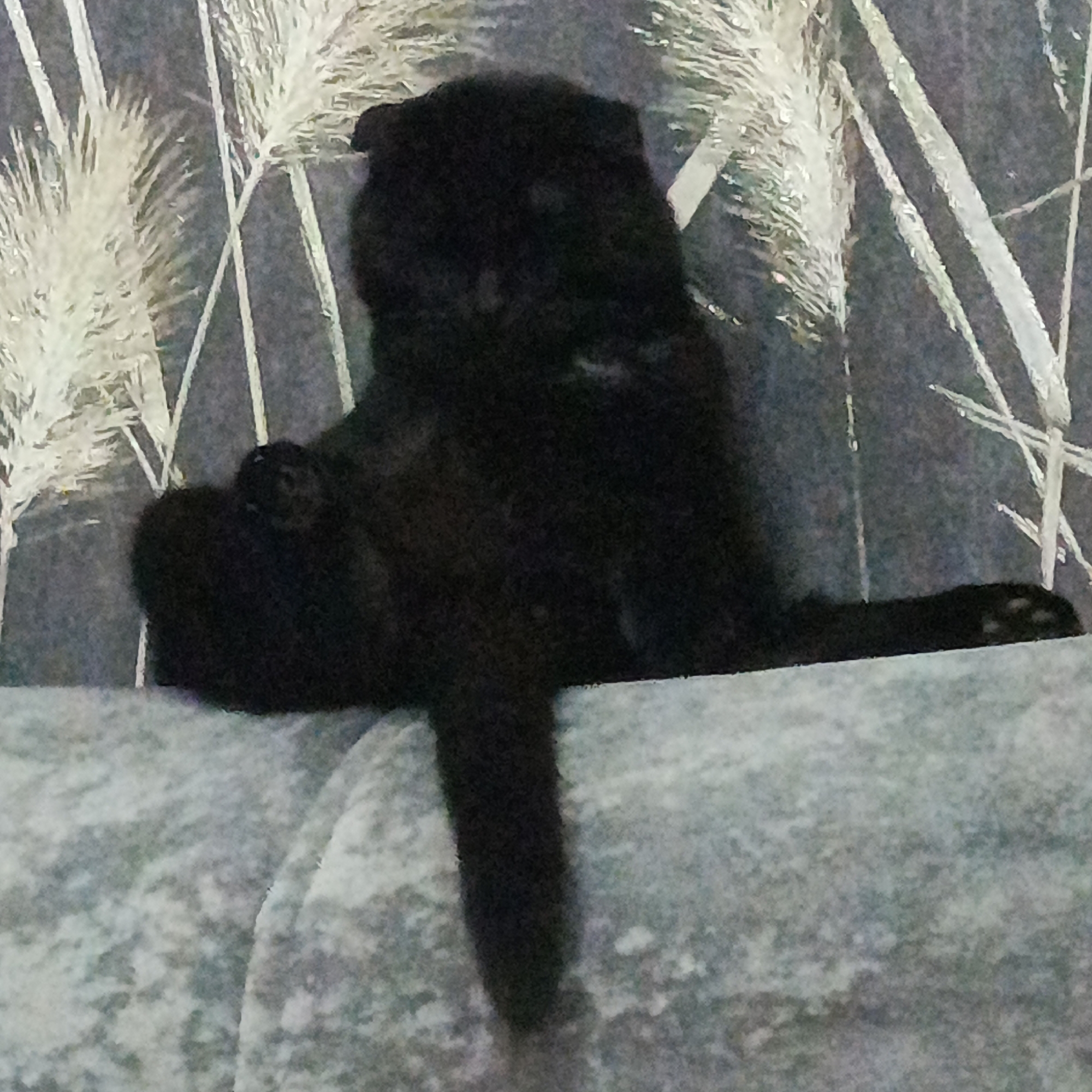 A black cat sits on a textured surface, possibly a sofa or upholstered object. The cat's tail hangs down. The background is a wallpaper or fabric with a pattern of light-colored stems and feathery tops against a darker backdrop. The location is Марковский, Russia.