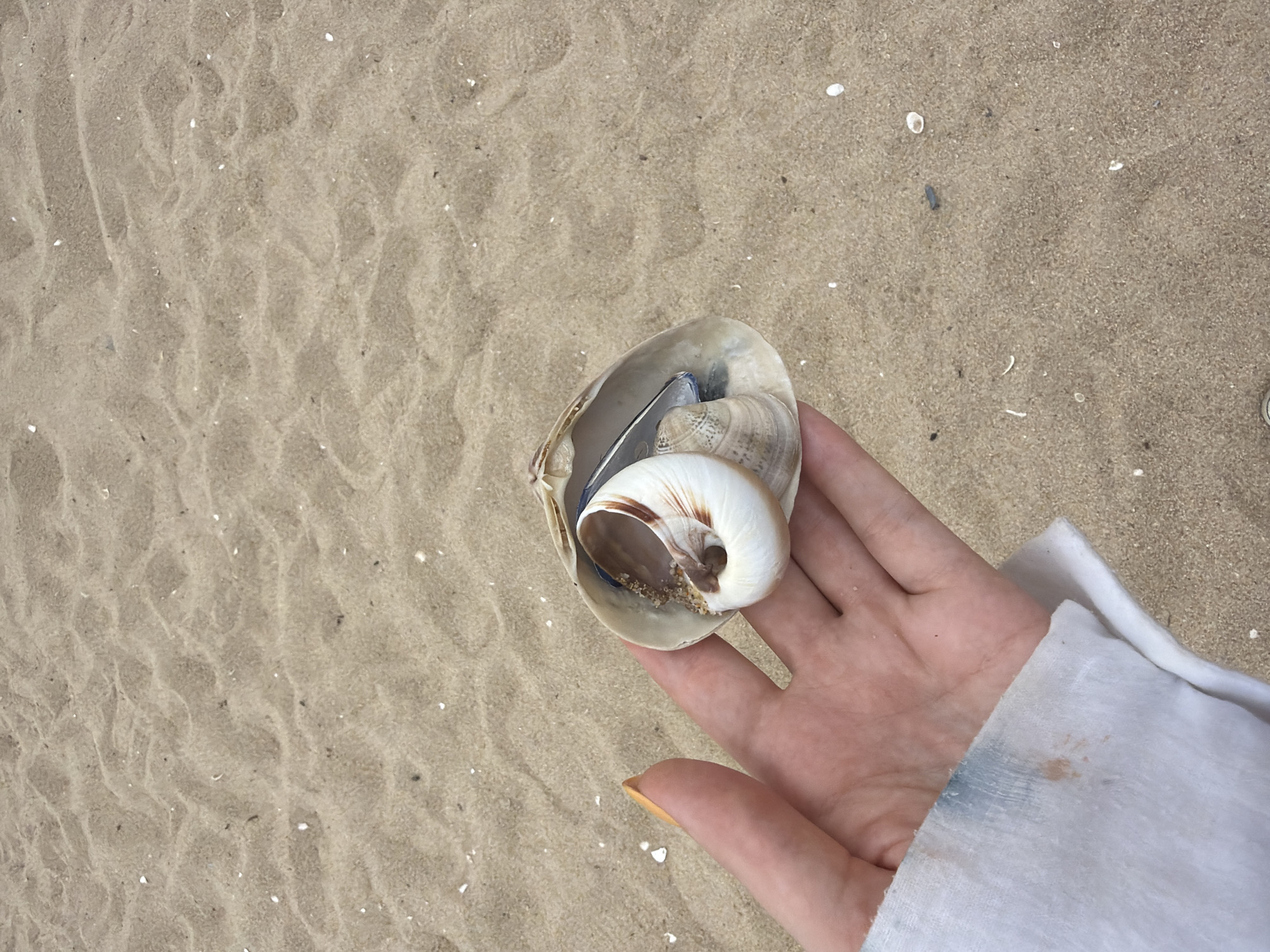 An overhead shot of a person's left hand holding a large, empty seashell on a sandy beach. The shell is open and contains a smaller, coiled seashell and what appears to be a small, flat, dark object, possibly a piece of metal or plastic. The sand is light brown and textured with visible ripples and small white flecks, likely shell fragments. The person's hand is fair-skinned with a bright orange fingernail polish on the thumb. The sleeve of a white garment, possibly a sweatshirt or towel, is visible at the bottom left of the frame, showing some smudges of blue and brown. The scene is set outdoors on a sandy beach, likely located in Gangneung-si, South Korea.