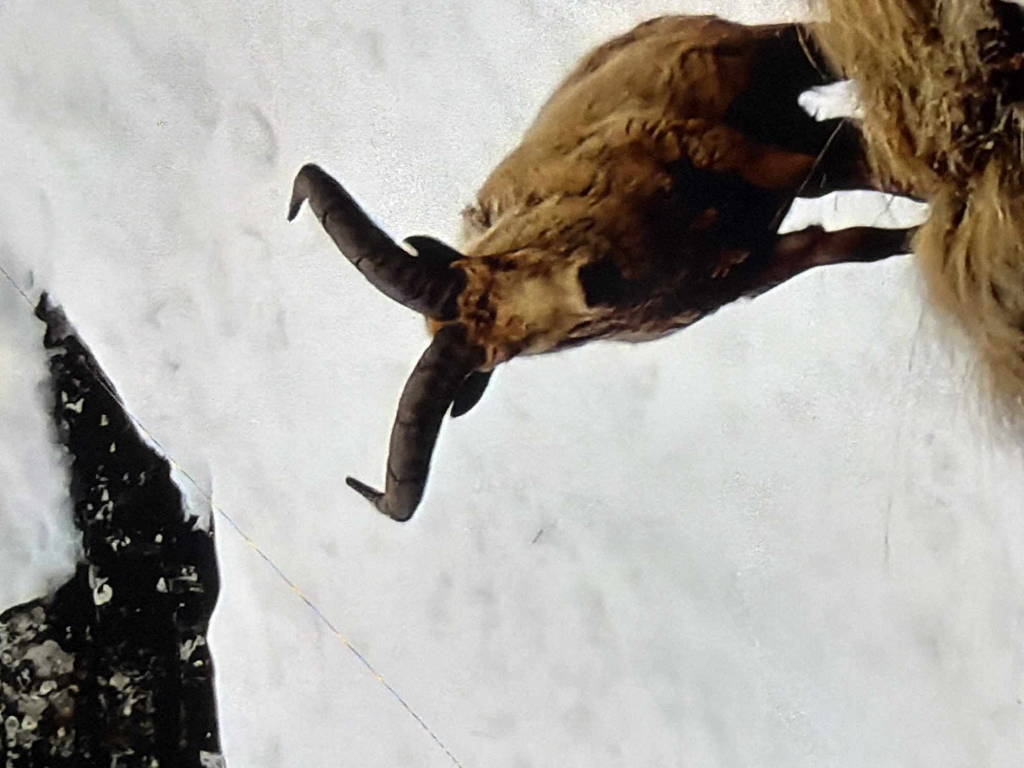 A brown ibex stands in a snowy landscape. The ibex is facing the camera and has large, curved horns. Its fur is thick and shaggy. The background is a snowy slope with some dark rocks at the top left. There is a thin, multi-colored line running diagonally across the snow from the top left to the middle left of the frame. The ibex's legs and lower body are visible, and its tail is covered in long, brown fur. The ibex appears to be standing on a snowy surface.