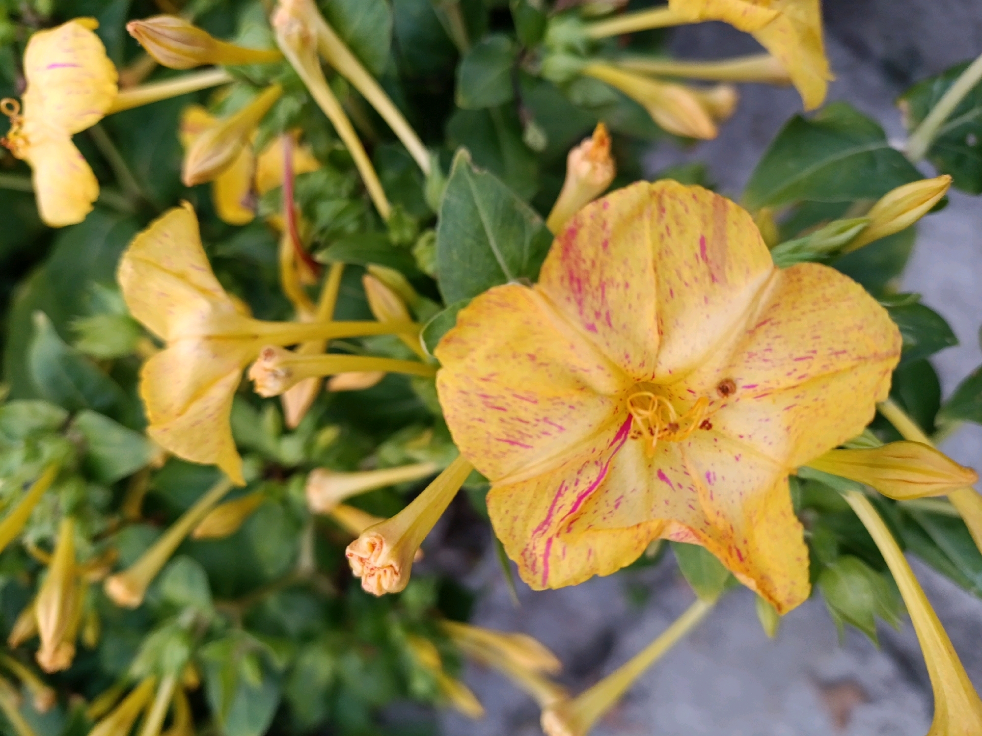 The image is a close-up shot of yellow flowers with pink streaks, set against a backdrop of green leaves and a grey, textured surface. The flowers are in various stages of bloom, with some fully open and others still in bud. The overall impression is one of natural beauty and tranquility. The image was taken in Opatija, Croatia, a popular tourist destination known for its beautiful coastline and lush vegetation.