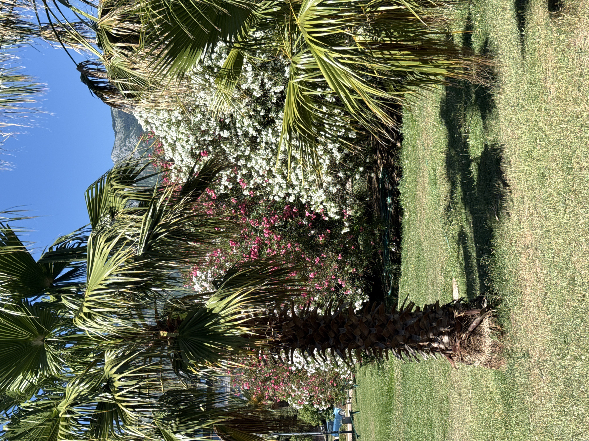 The image depicts a sun-drenched park setting with lush green grass and a clear blue sky. In the foreground, a palm tree stands prominently, its textured trunk and wide, green fronds dominating the left side of the frame. To the right, another palm tree's fronds create a partial canopy, casting dappled shadows on the grass.
Behind the palm trees, a vibrant display of flowering bushes unfolds. Clusters of delicate white and pink blossoms create a dense, colorful hedge, suggesting a well-maintained garden or park. In the background, the rugged slopes of a mountain range are visible, partly obscured by the foliage and the clear sky above.
Further back, on the left side of the image, a glimpse of a street scene can be seen, with a blue car parked and a bench in the grass. The overall impression is one of a tranquil, tropical environment, likely a public park or garden area in a coastal city. The location is identified as Budva, Montenegro, a popular tourist destination known for its beautiful beaches and natural scenery.