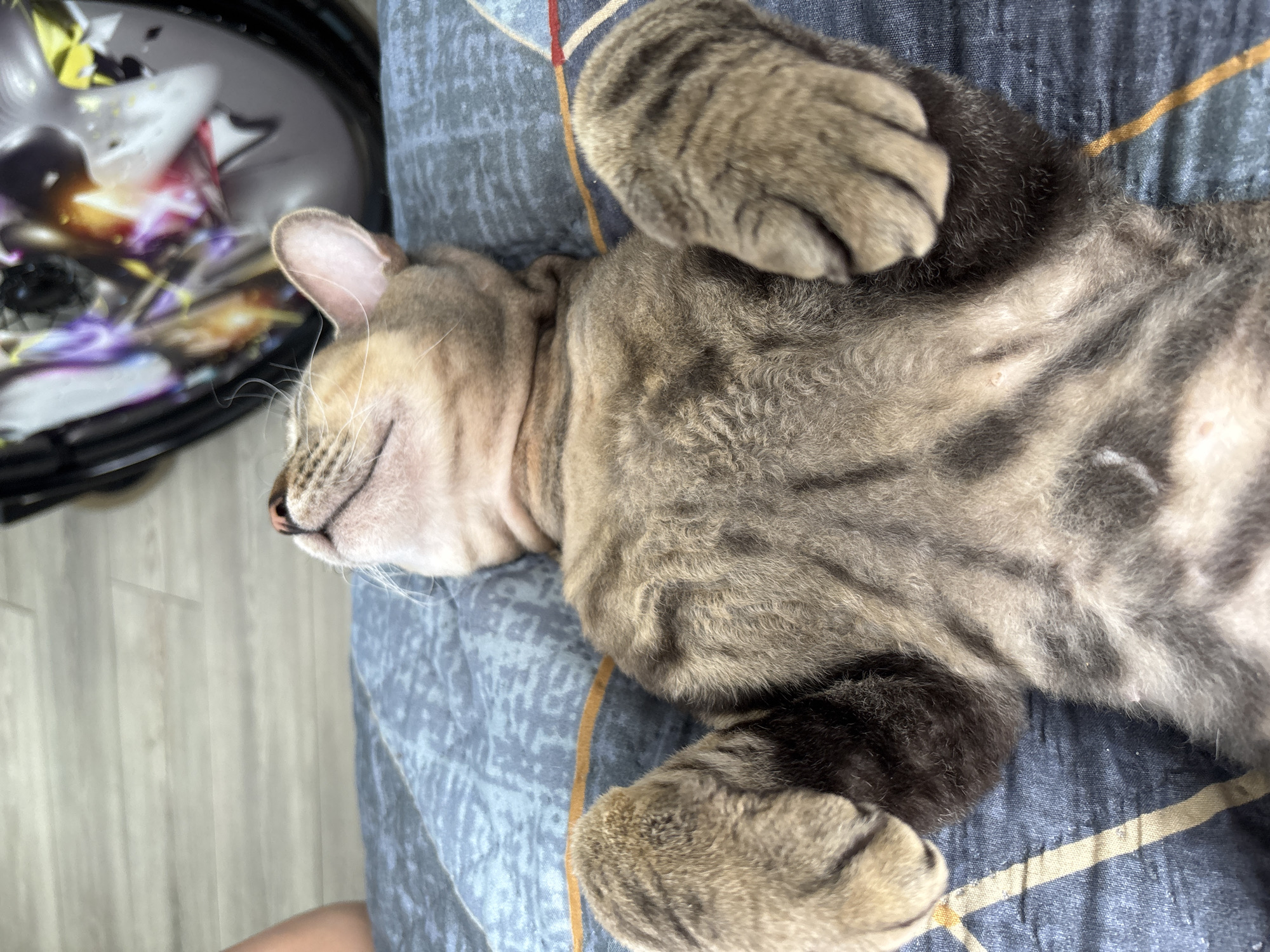 In Natukhayevskaya, Russia, a tabby cat is lying on its back on a blue patterned blanket. The cat's paws are raised in the air, and its eyes are closed. Its fur is striped with dark brown and gray. In the background, a colorful, abstract design is visible on a round object, possibly a helmet. The floor appears to be made of light-colored wood planks.